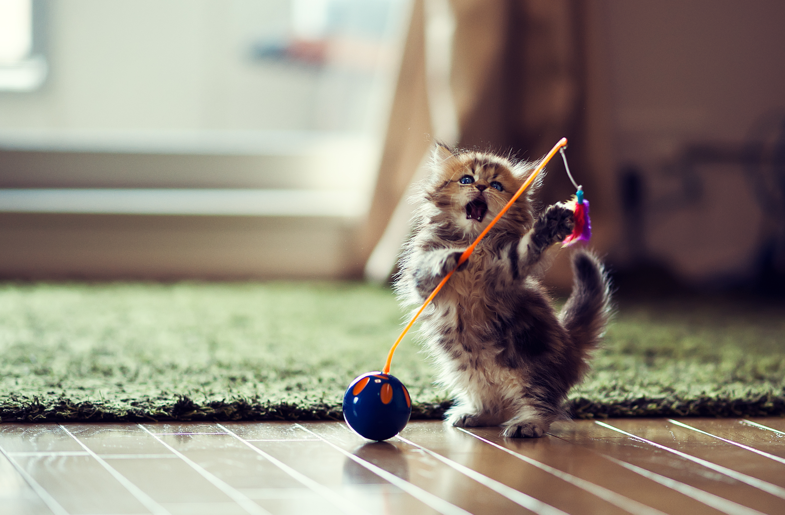 cats, indoors, kittens, animals, HD Wallpaper