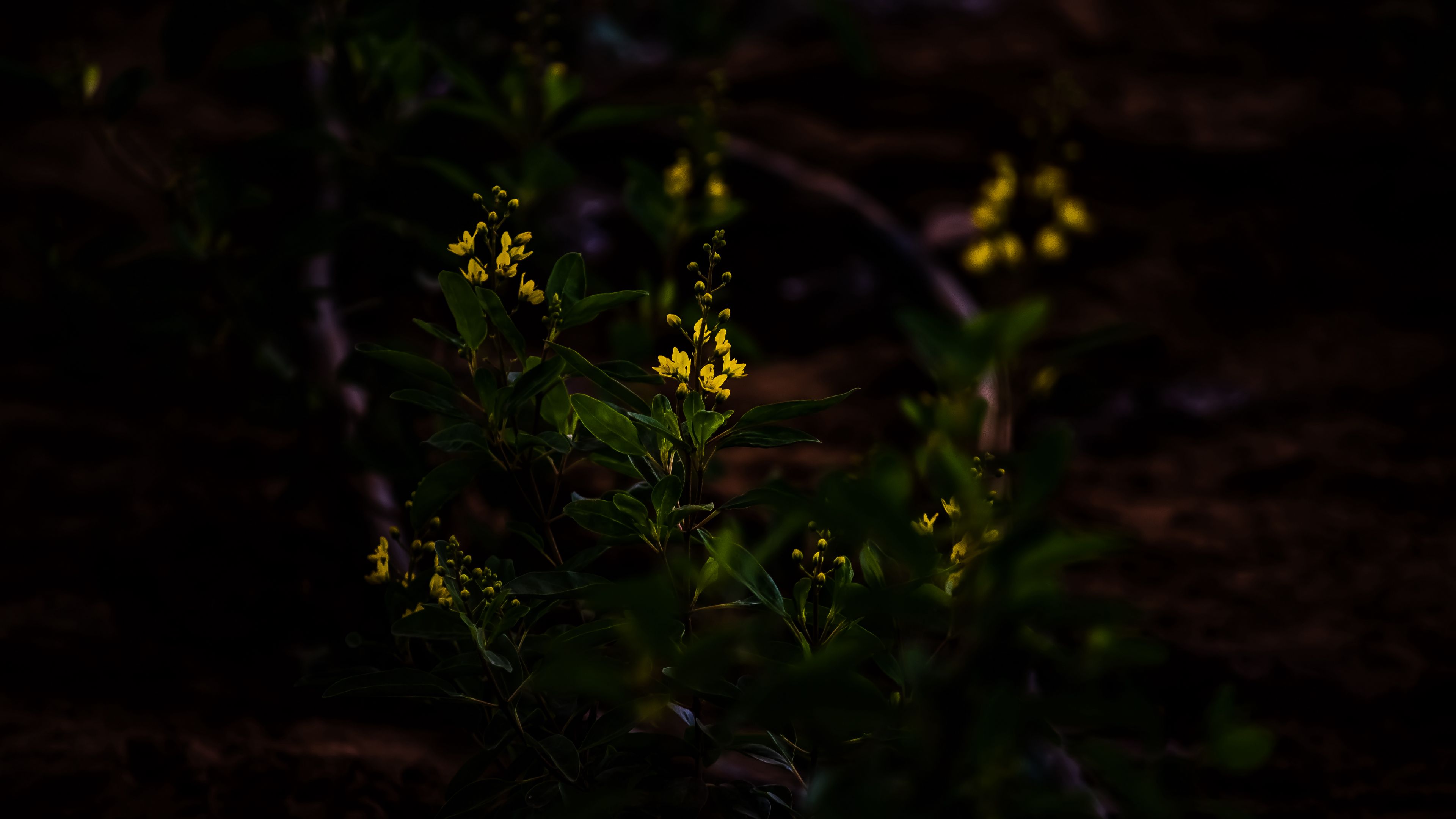 flower, yellow, plant, bloom, dark, 4k, HD Wallpaper