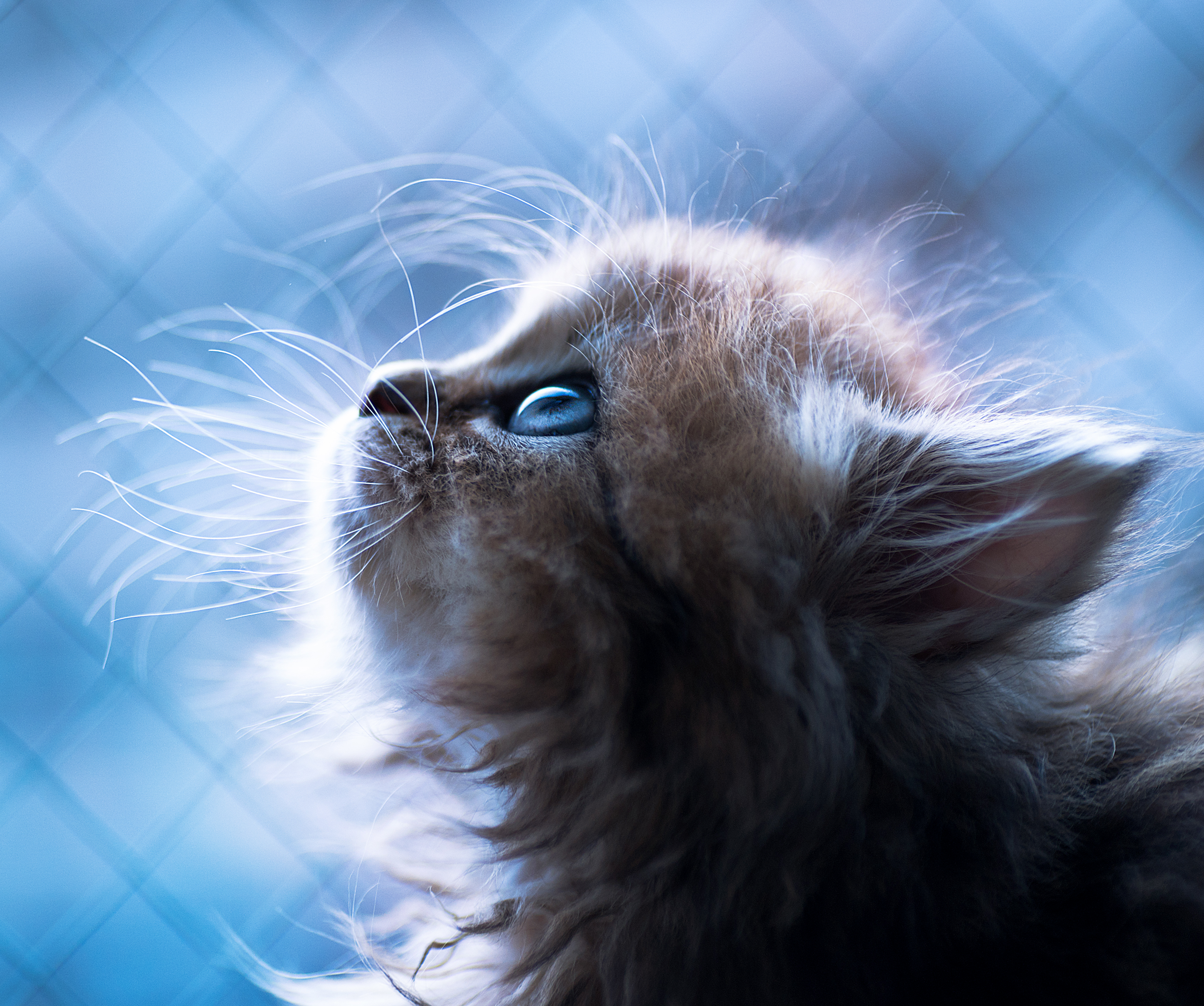 cats, blue eyes, animals, looking up, kittens, HD Wallpaper