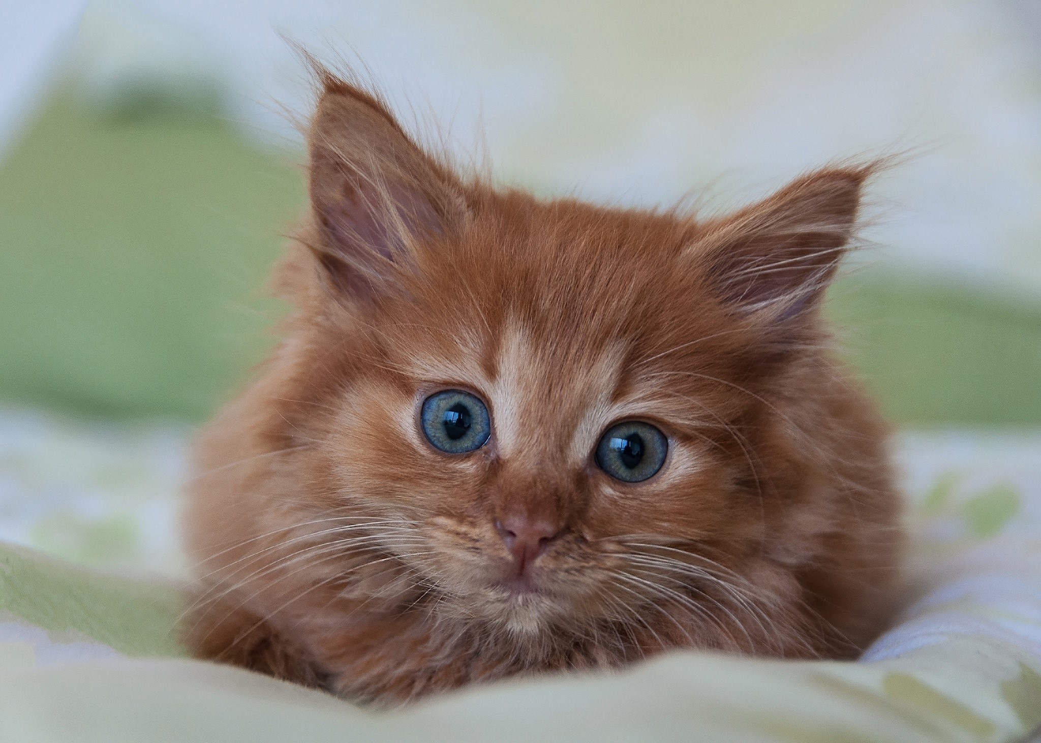 cats, animals, kittens, HD Wallpaper