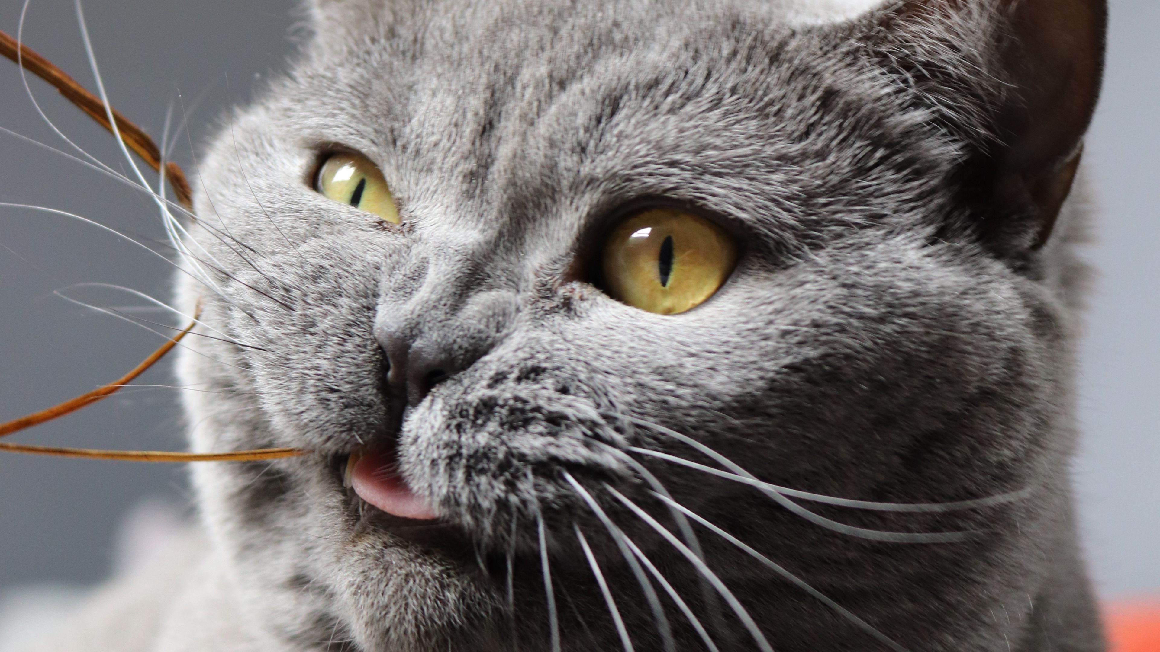 cat, funny, cool, gray, pet, 4k, HD Wallpaper