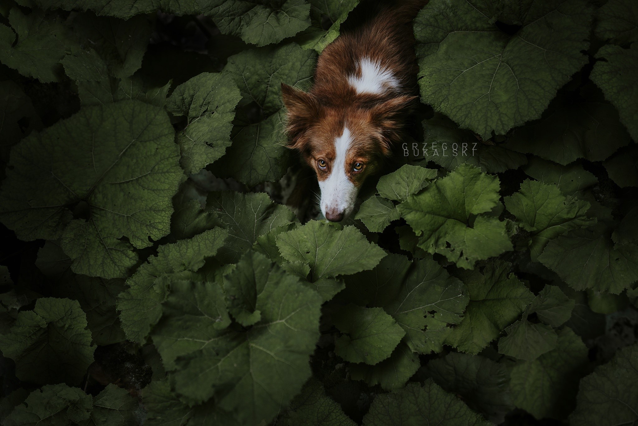 leaves, plants, animals, dog, HD Wallpaper