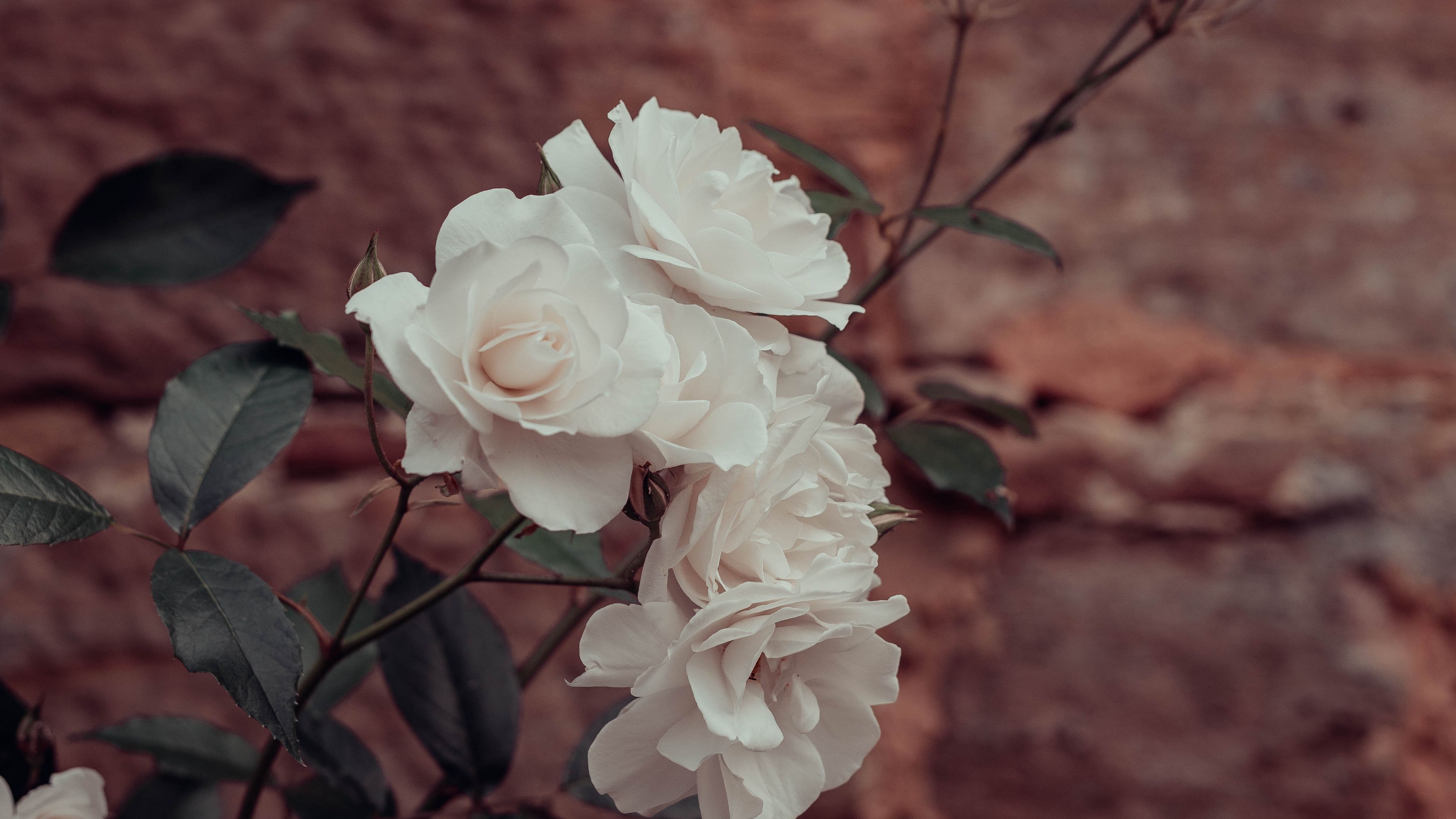 roses, flowers, white, plant, wall, 4k, HD Wallpaper
