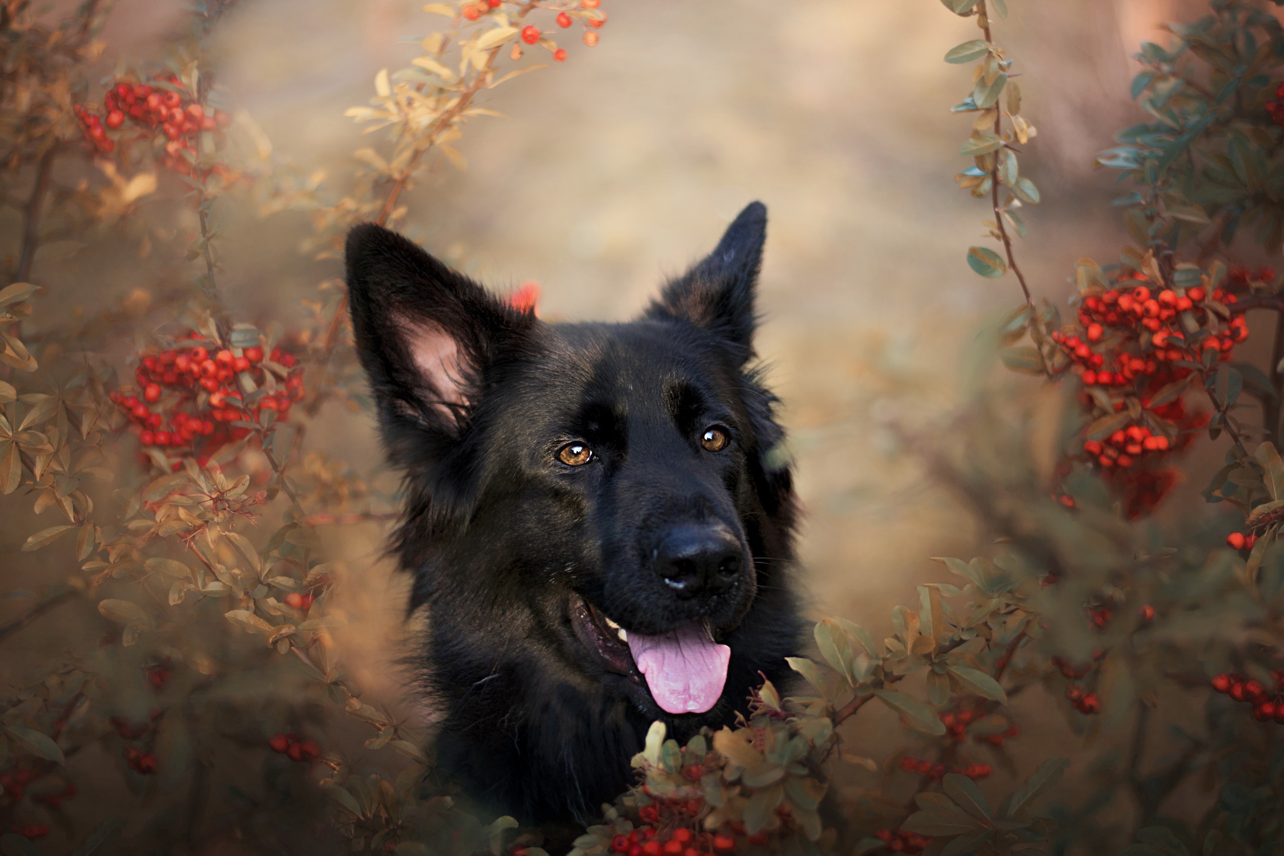 dog, animals, outdoors, tongue out, plants, HD Wallpaper