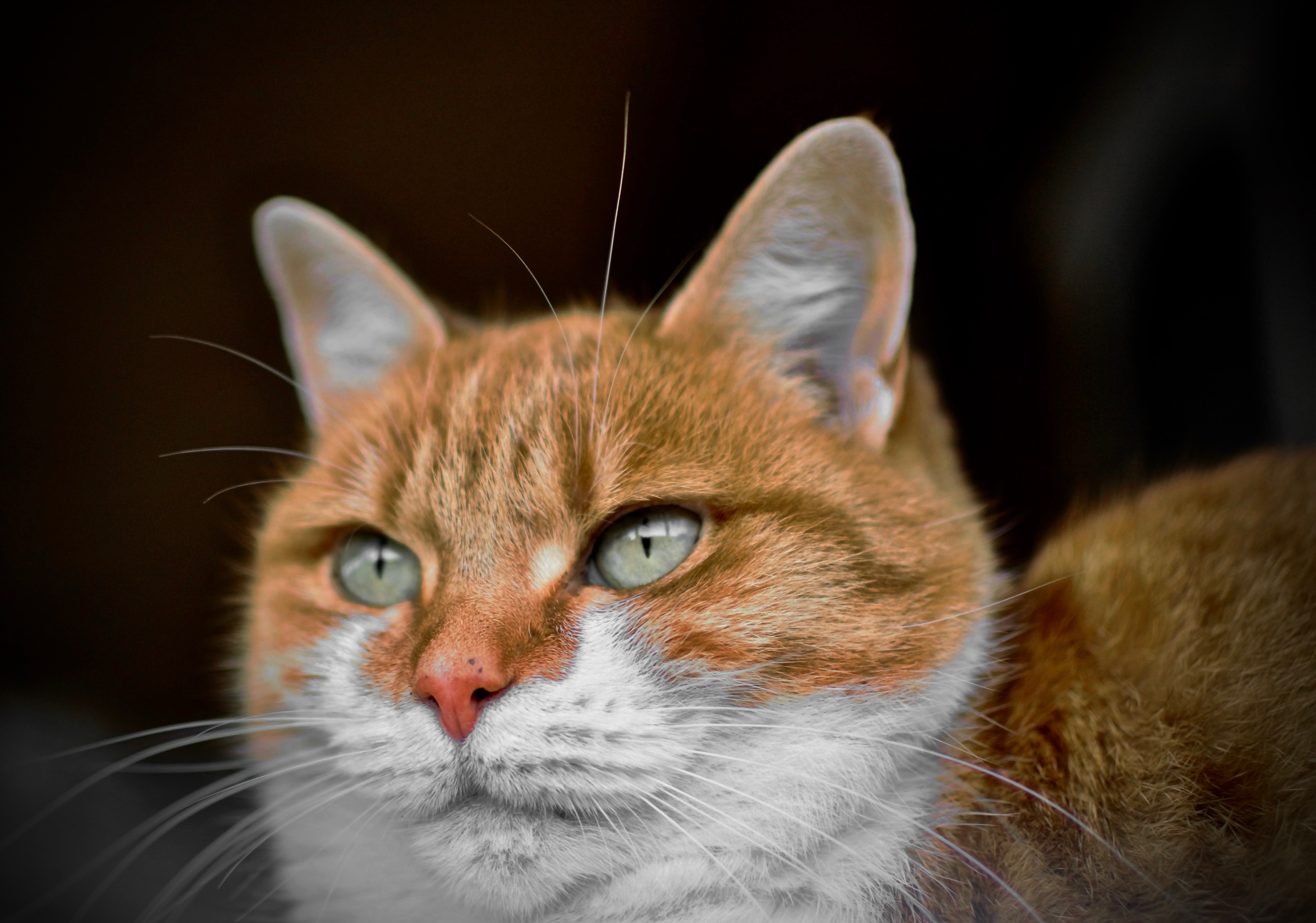 cats, green eyes, animals, HD Wallpaper