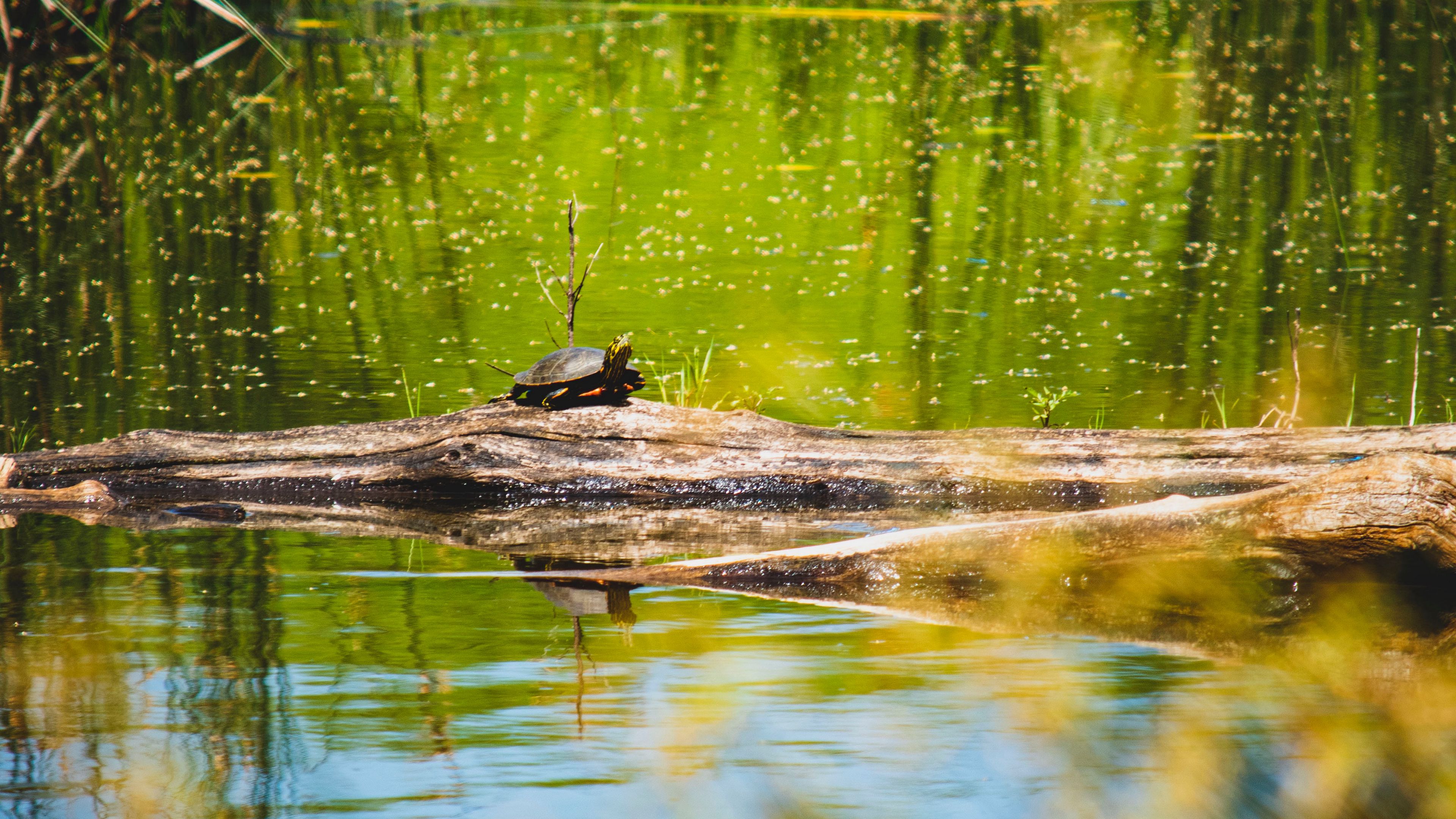turtle, lake, water, wildlife, 4k, HD Wallpaper