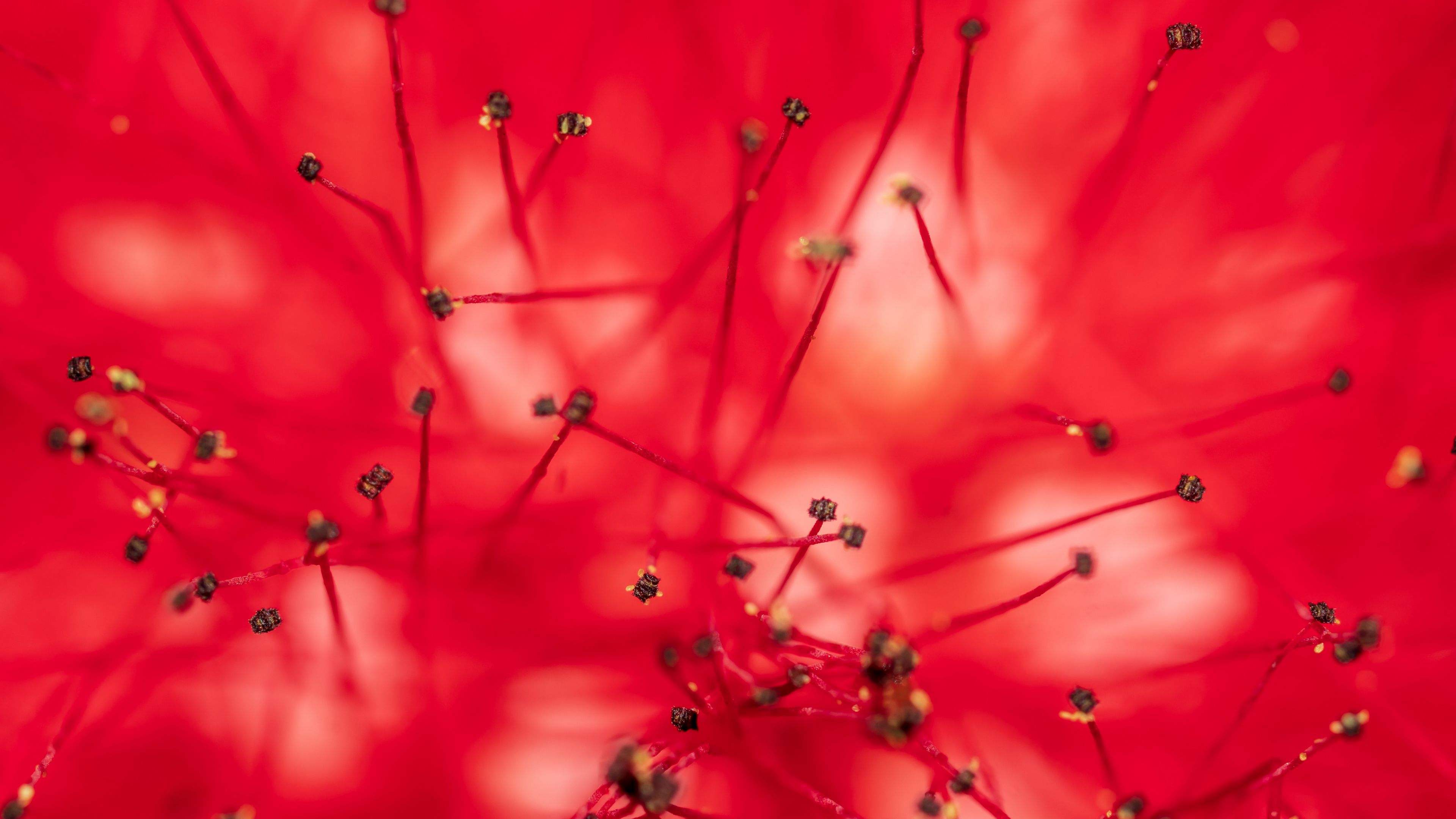 flower, stamens, anthers, macro, closeup, red, 4k, HD Wallpaper