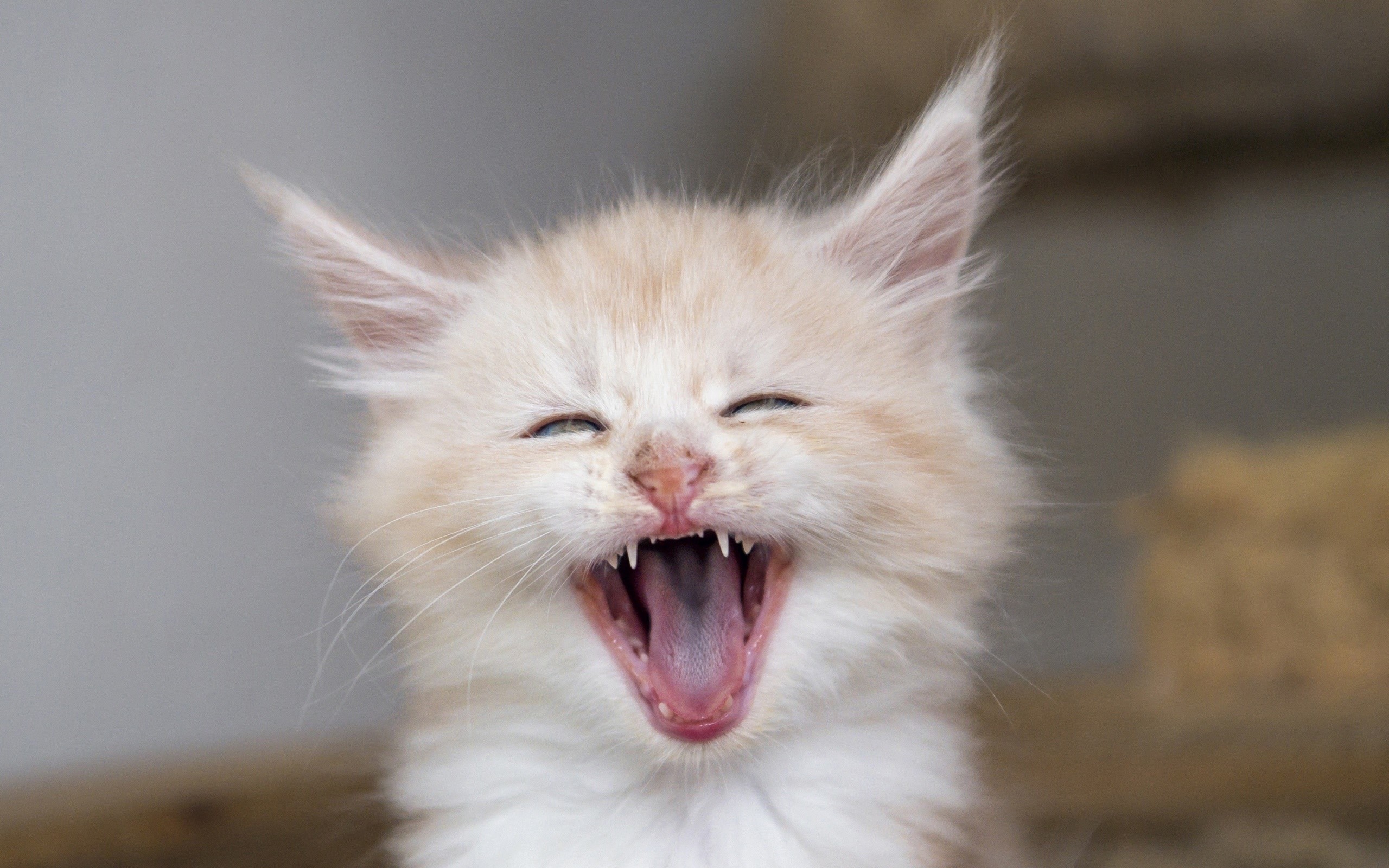 animals, cats, kittens, HD Wallpaper