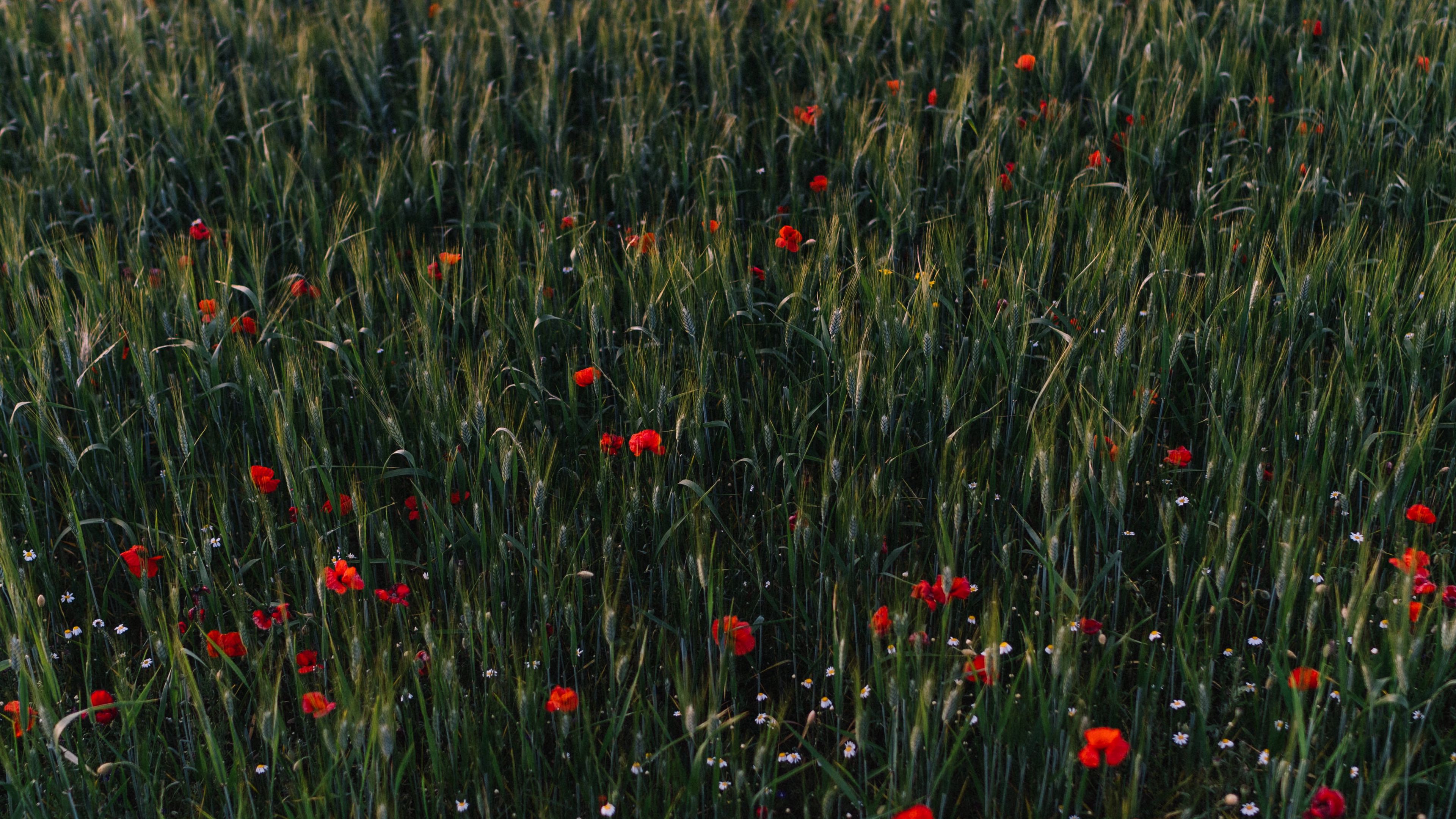 poppies, flowers, field, grass, 4k, HD Wallpaper