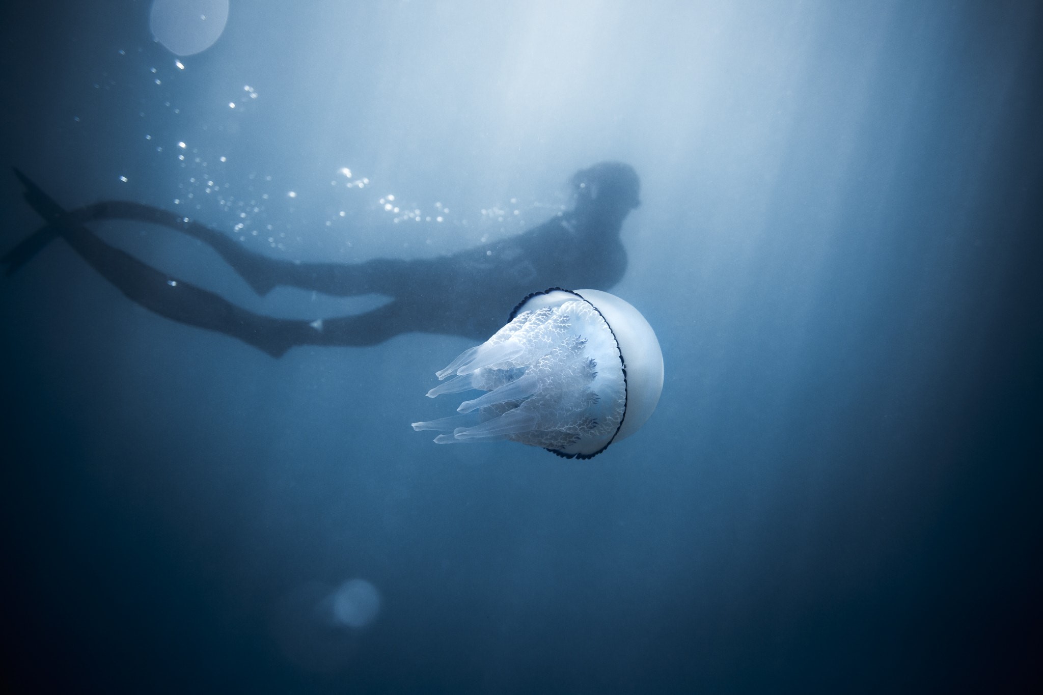underwater, animals, divers, Medusa, HD Wallpaper