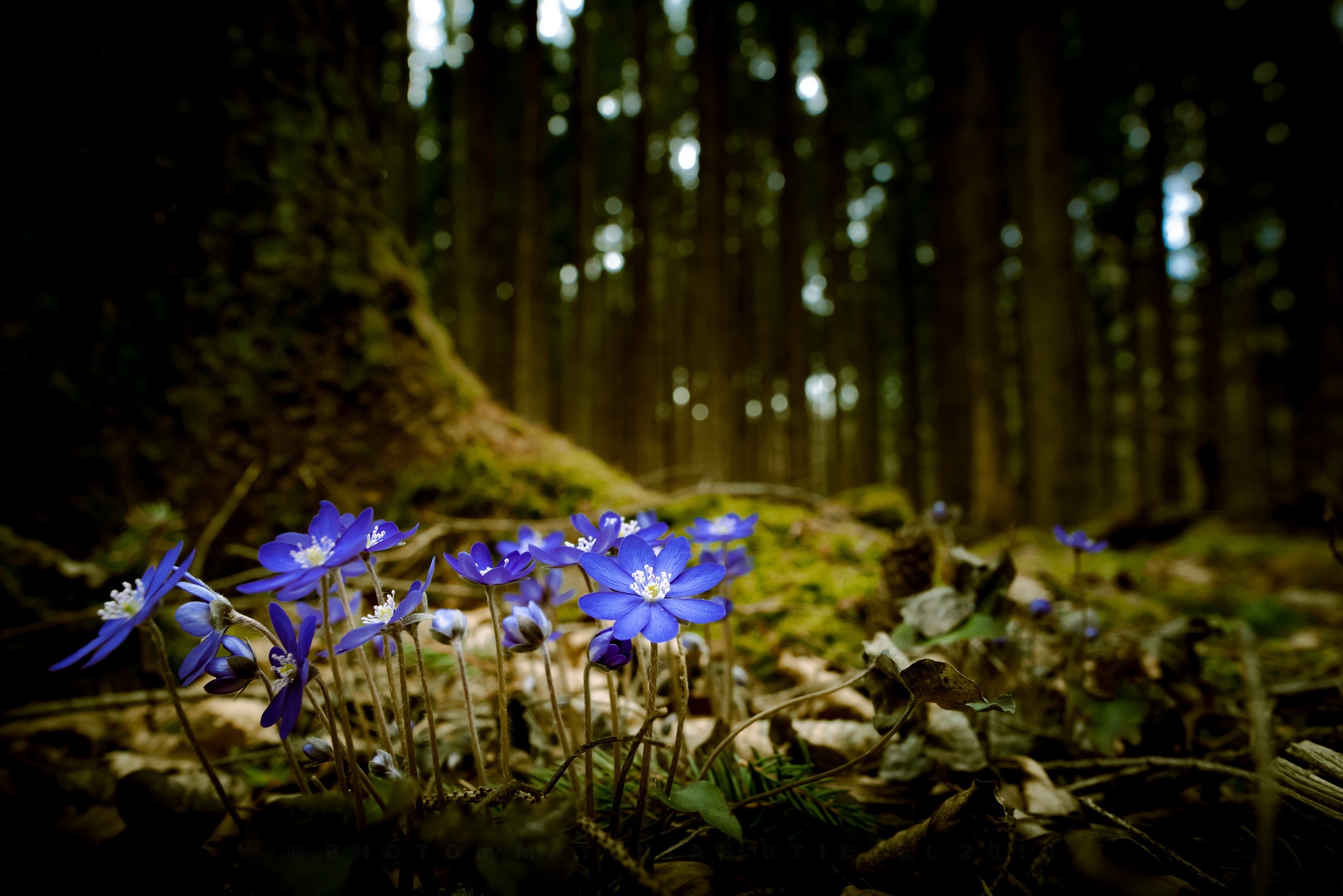 nature, forest, plants, flowers, HD Wallpaper