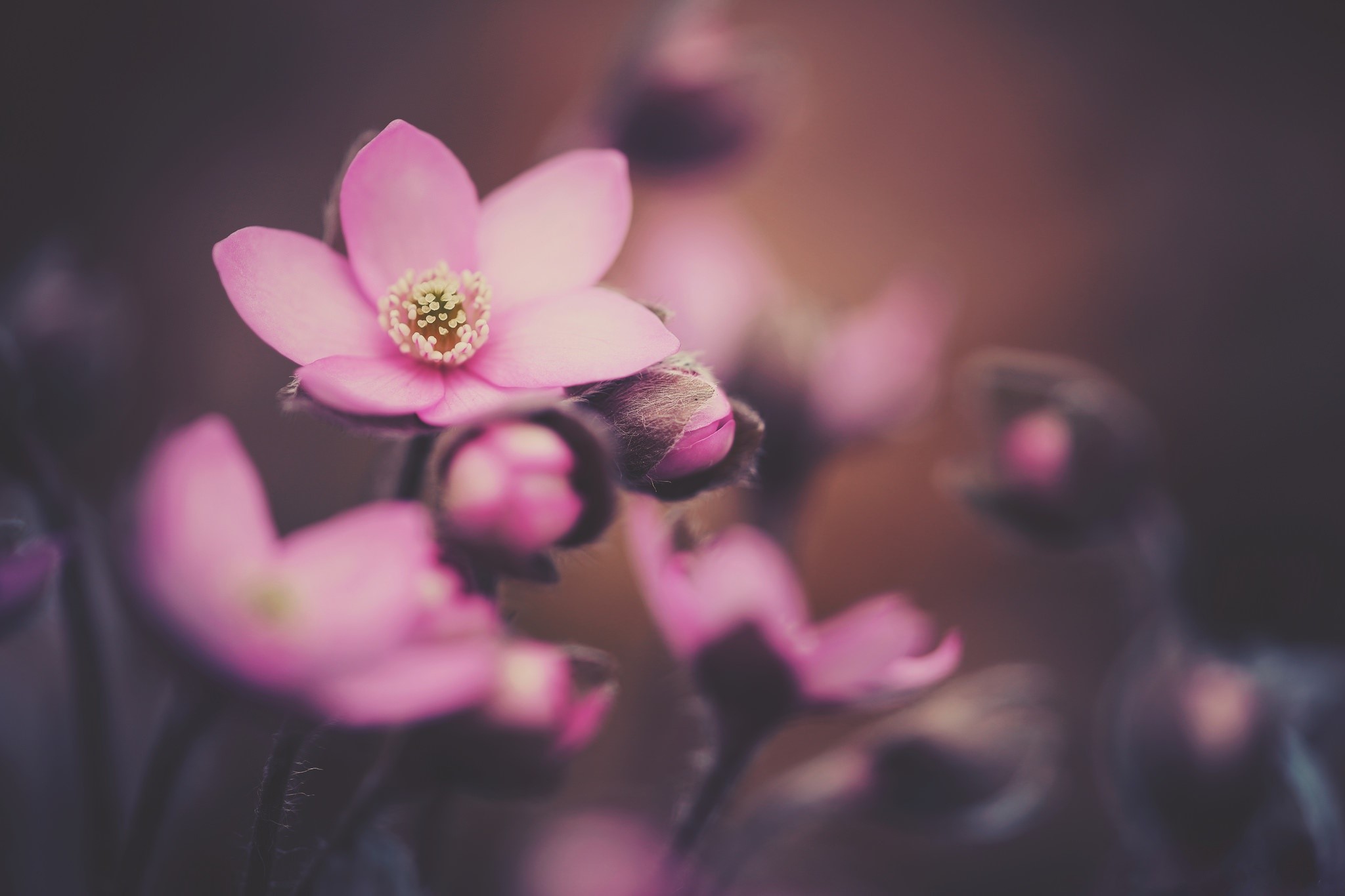 plants, flowers, macro, blurred, HD Wallpaper