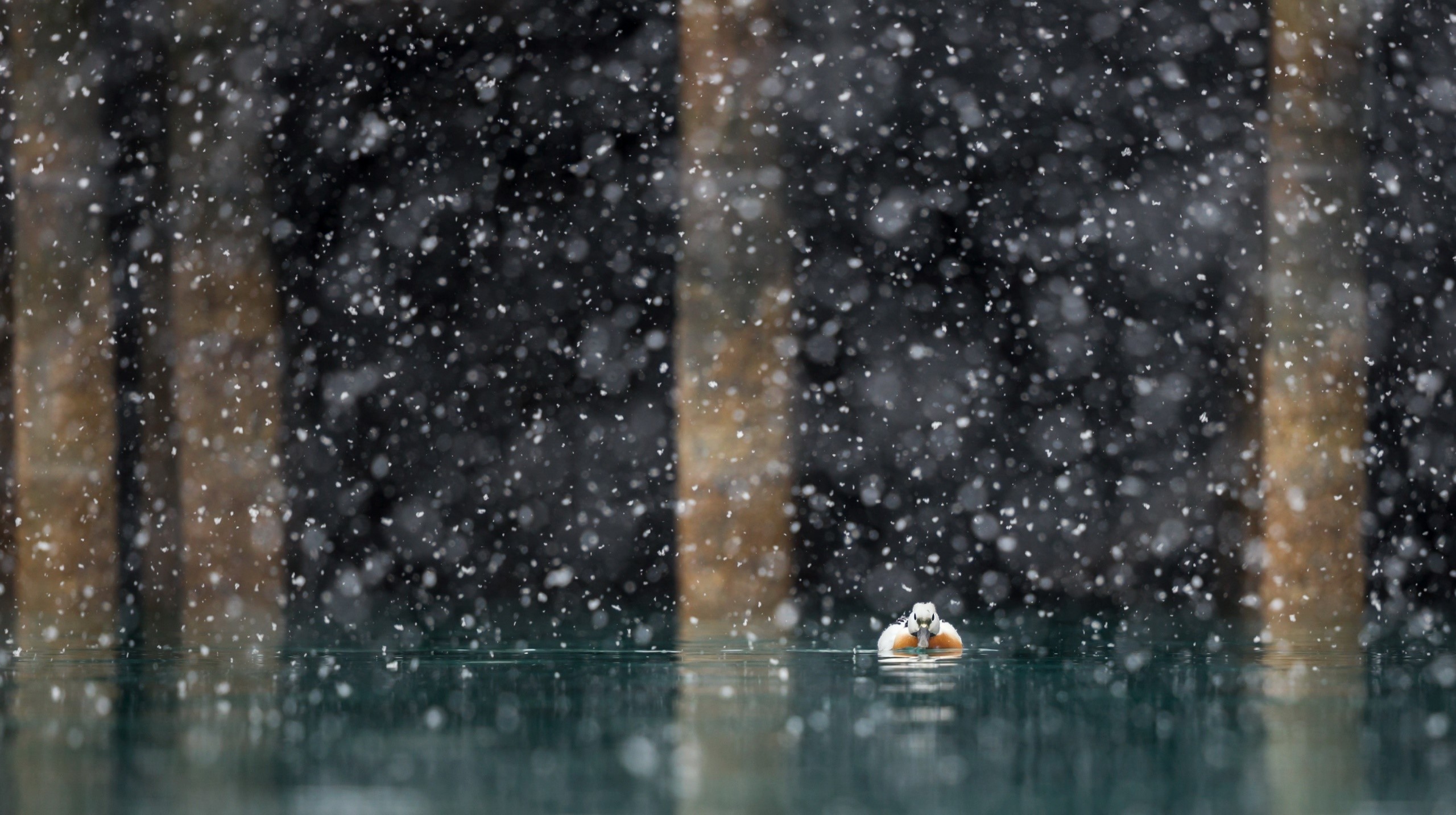 duck, water, animals, snow, birds, HD Wallpaper