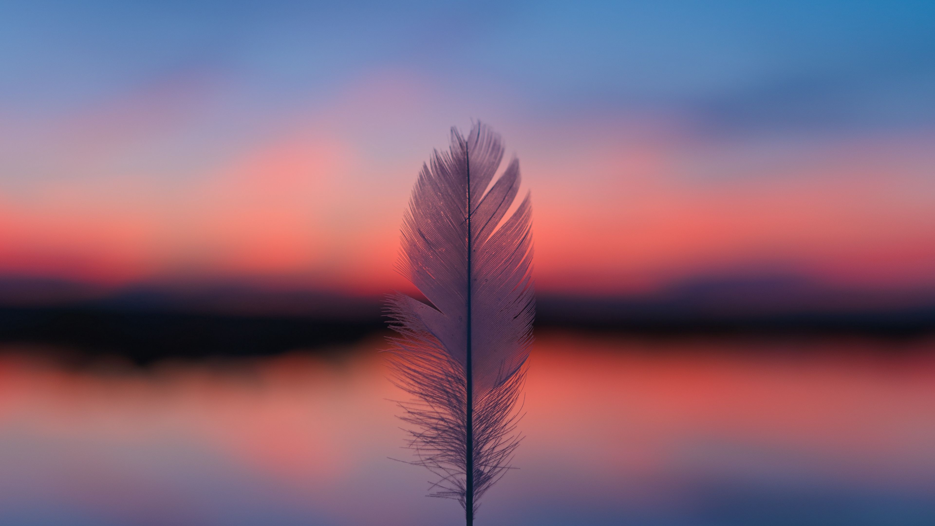 feather, blur, sunset, horizon, 4k, HD Wallpaper