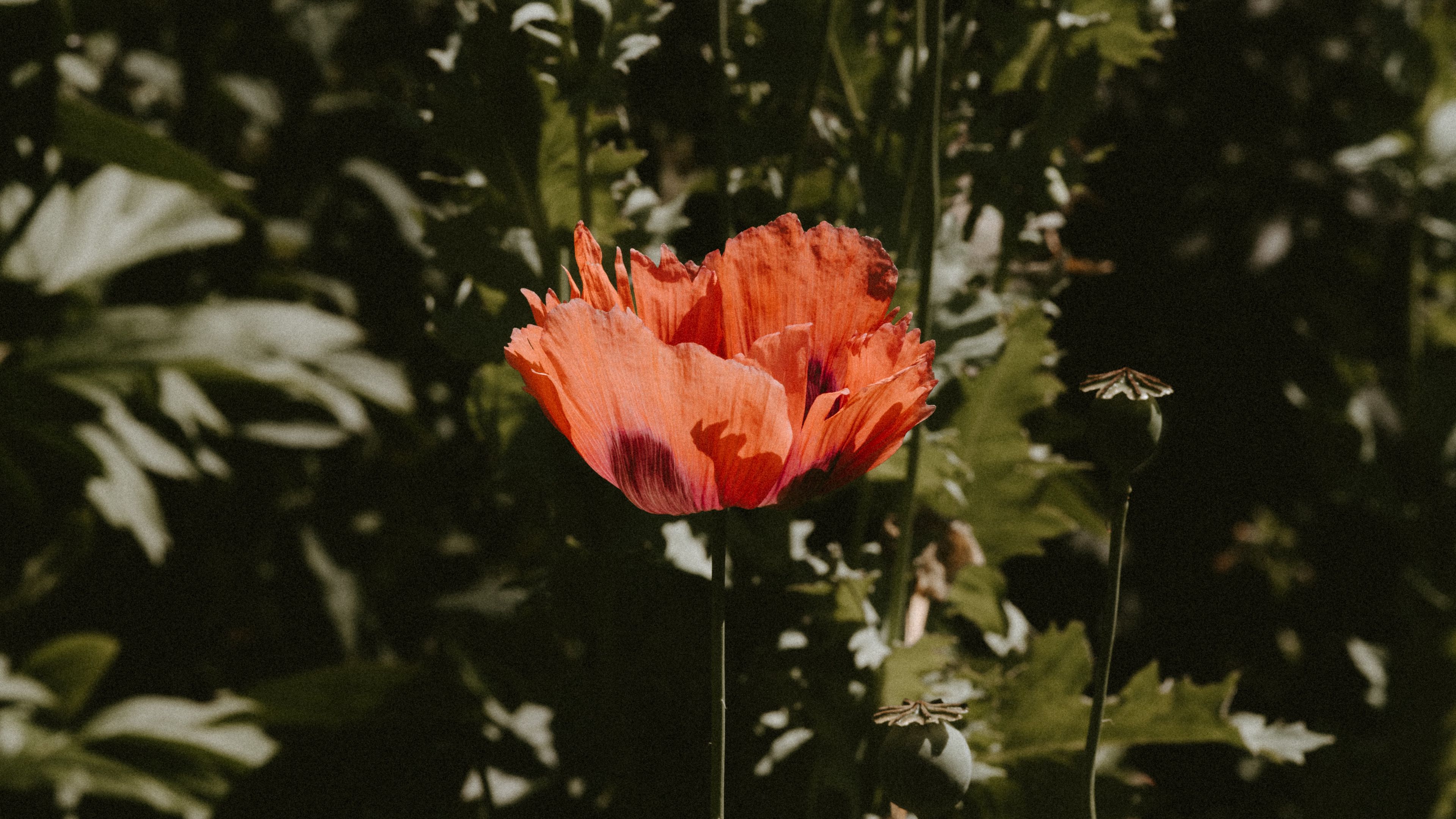 poppy, flower, red, plant, bloom, 4k, HD Wallpaper
