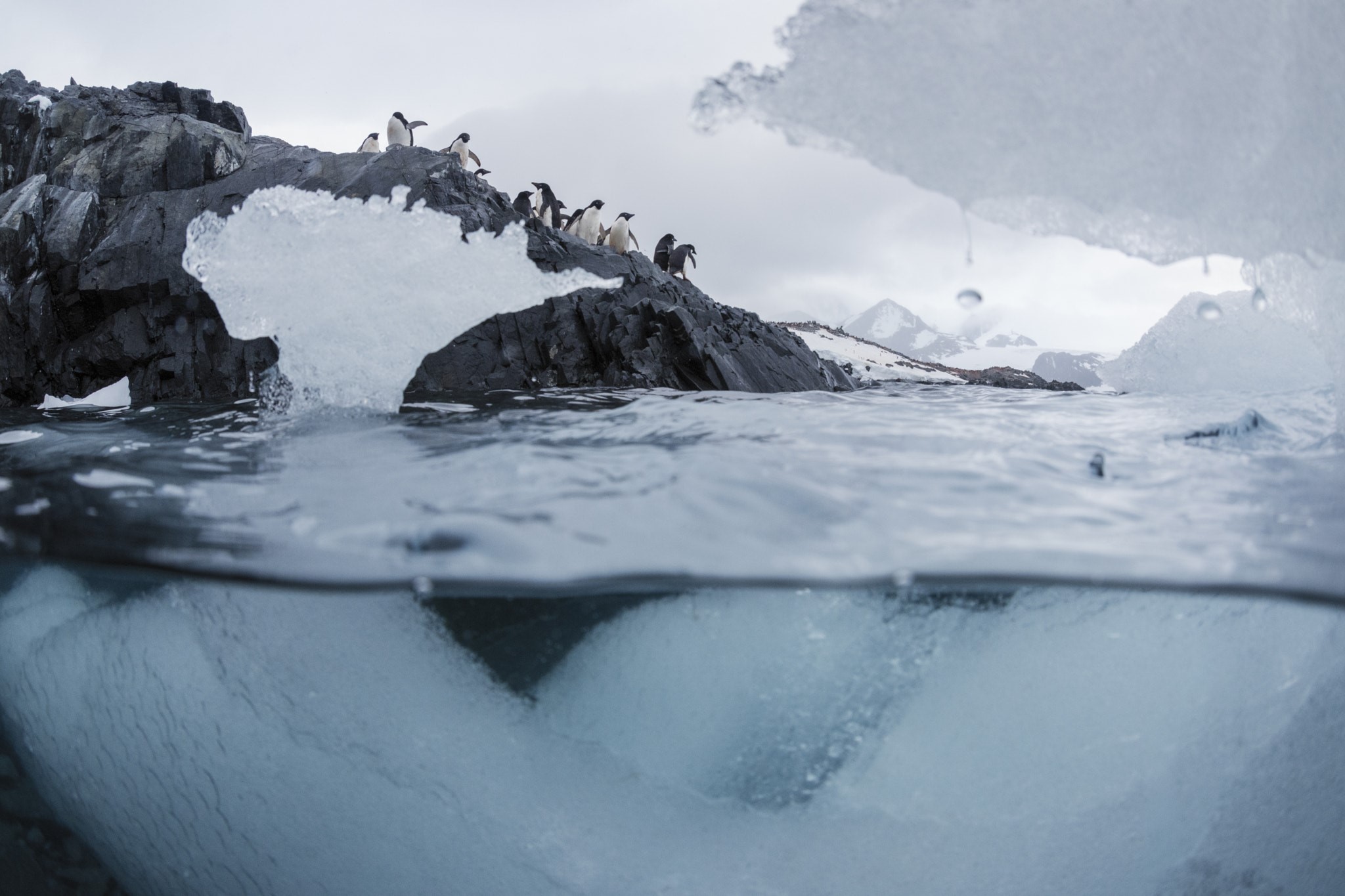 ice, underwater, nature, penguins, HD Wallpaper