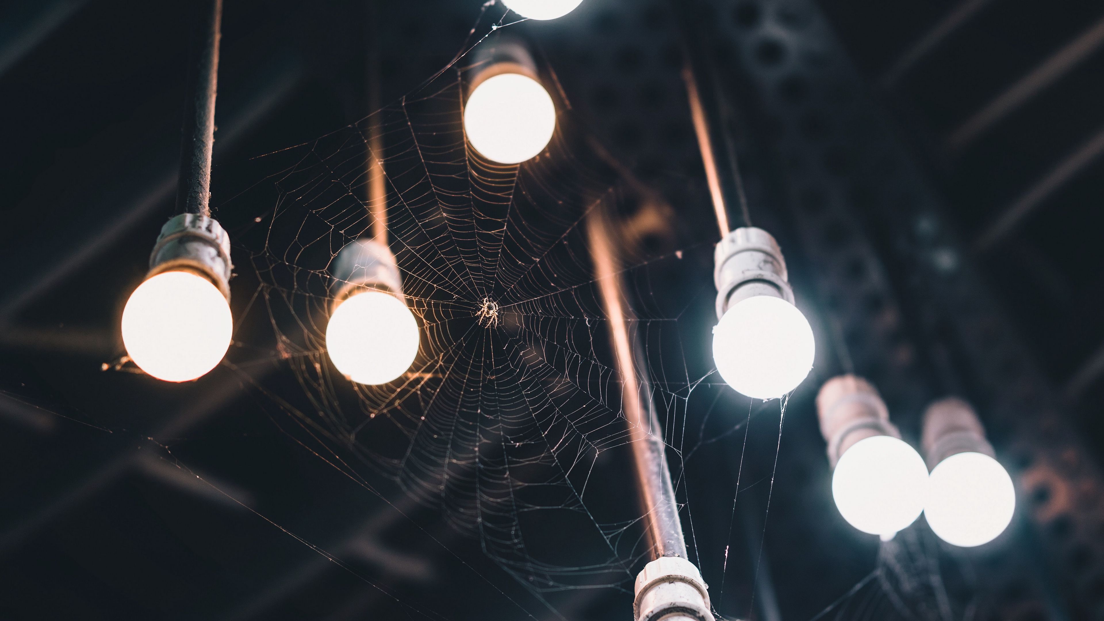 light bulbs, cobweb, spider, light, lighting, 4k, HD Wallpaper