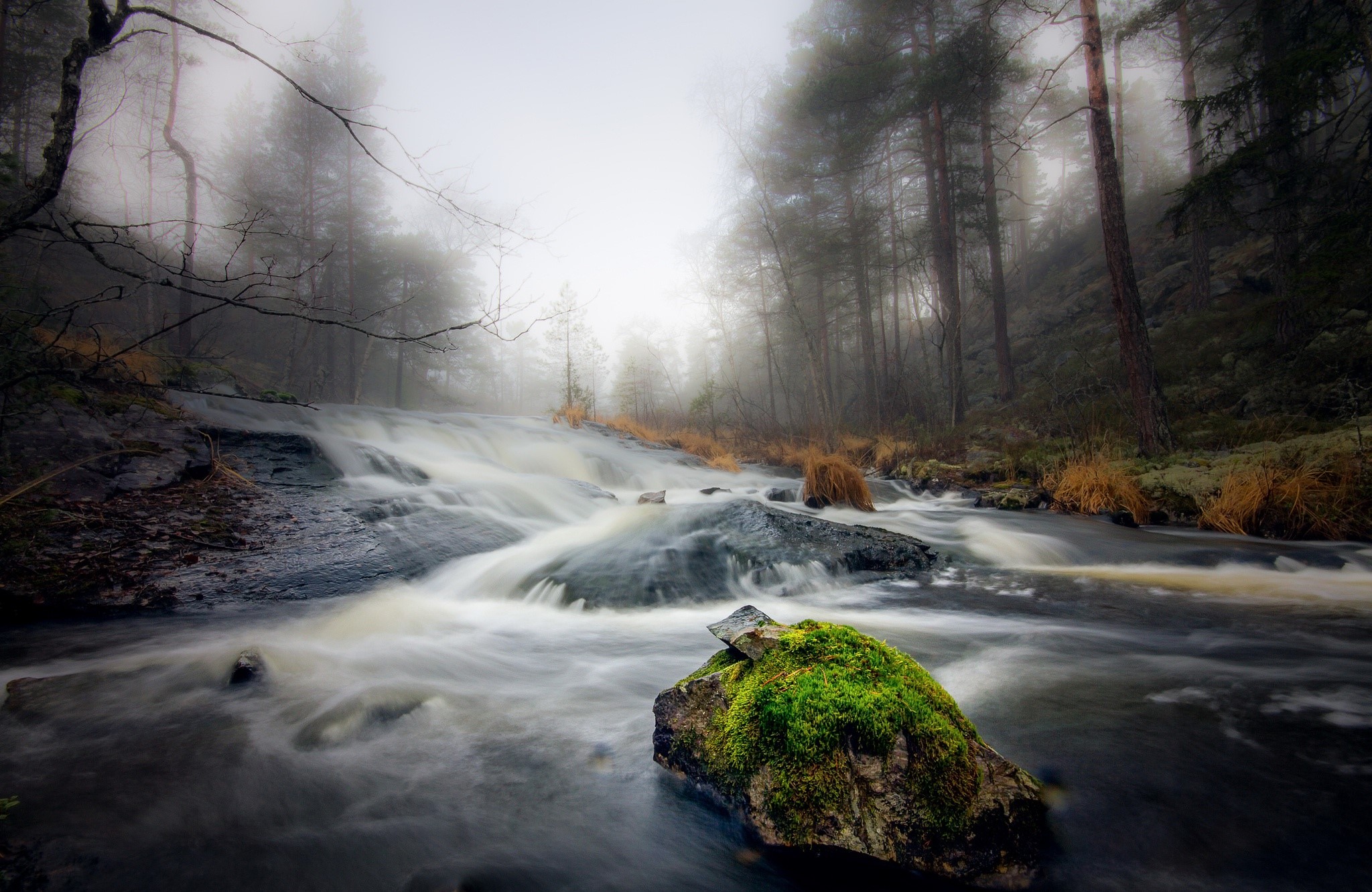river, nature, water, trees, mist, moss, HD Wallpaper