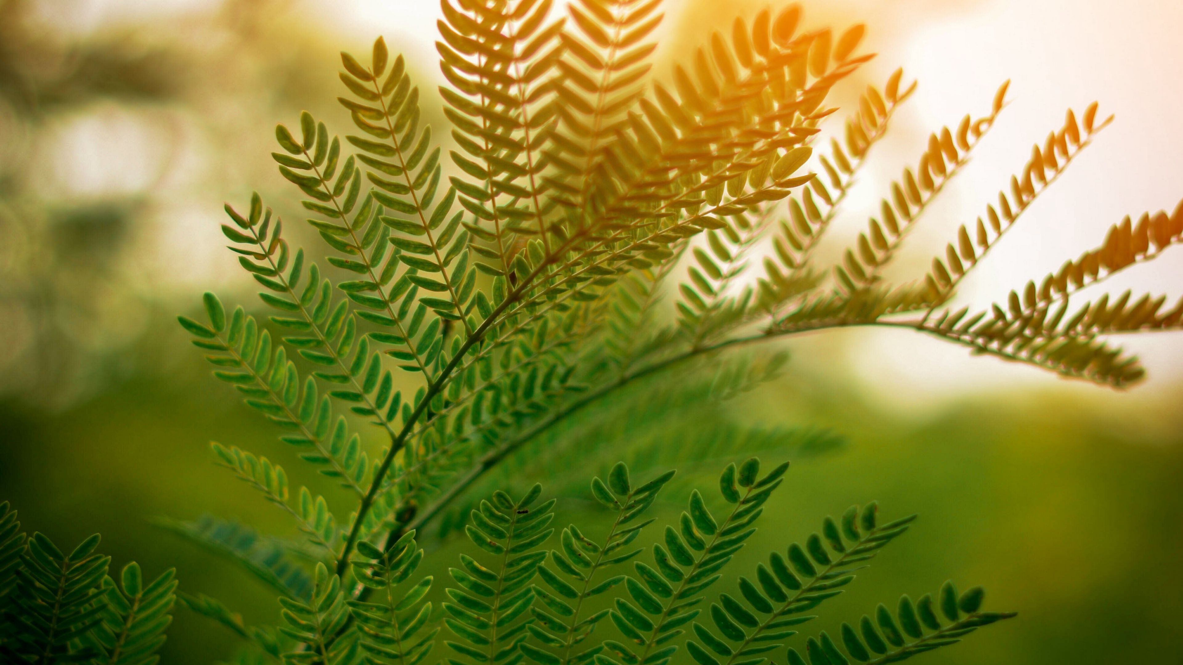 fern, leaves, branches, plant, sunlight, 4k, HD Wallpaper