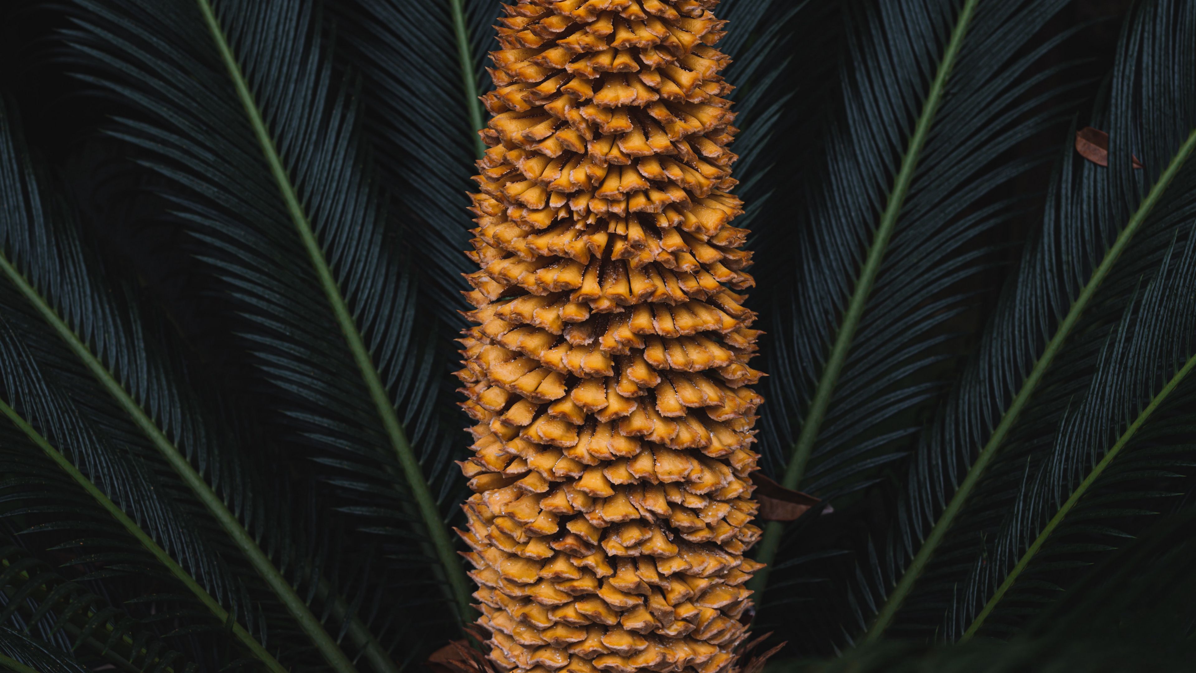 plant, palm, fruit, branches, exotic, 4k, HD Wallpaper