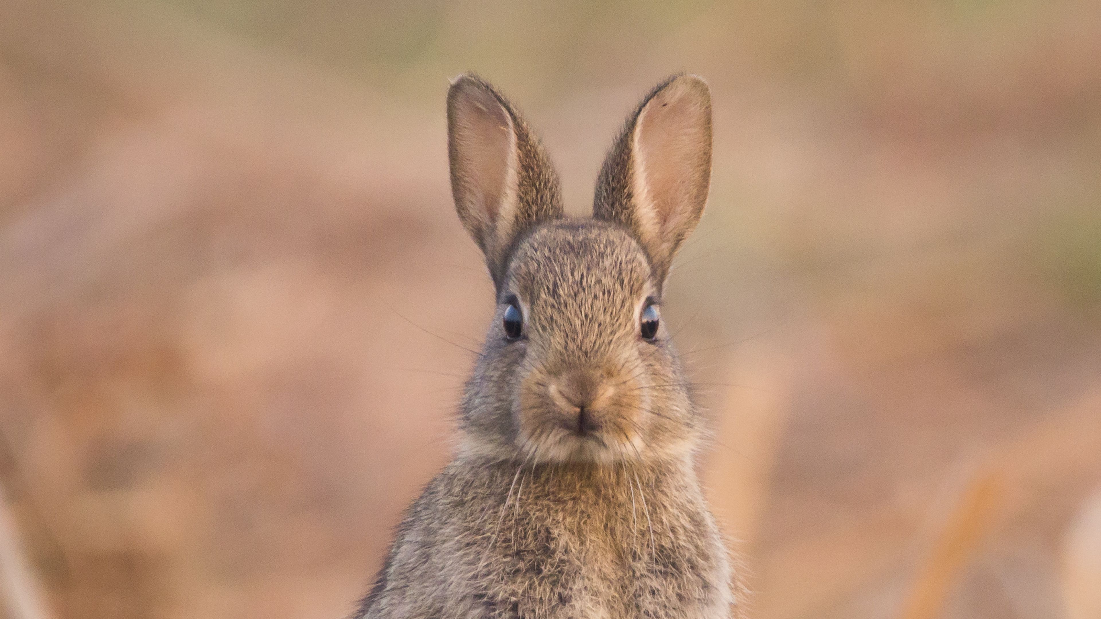 hare, cute, funny, animal, wildlife, 4k, HD Wallpaper