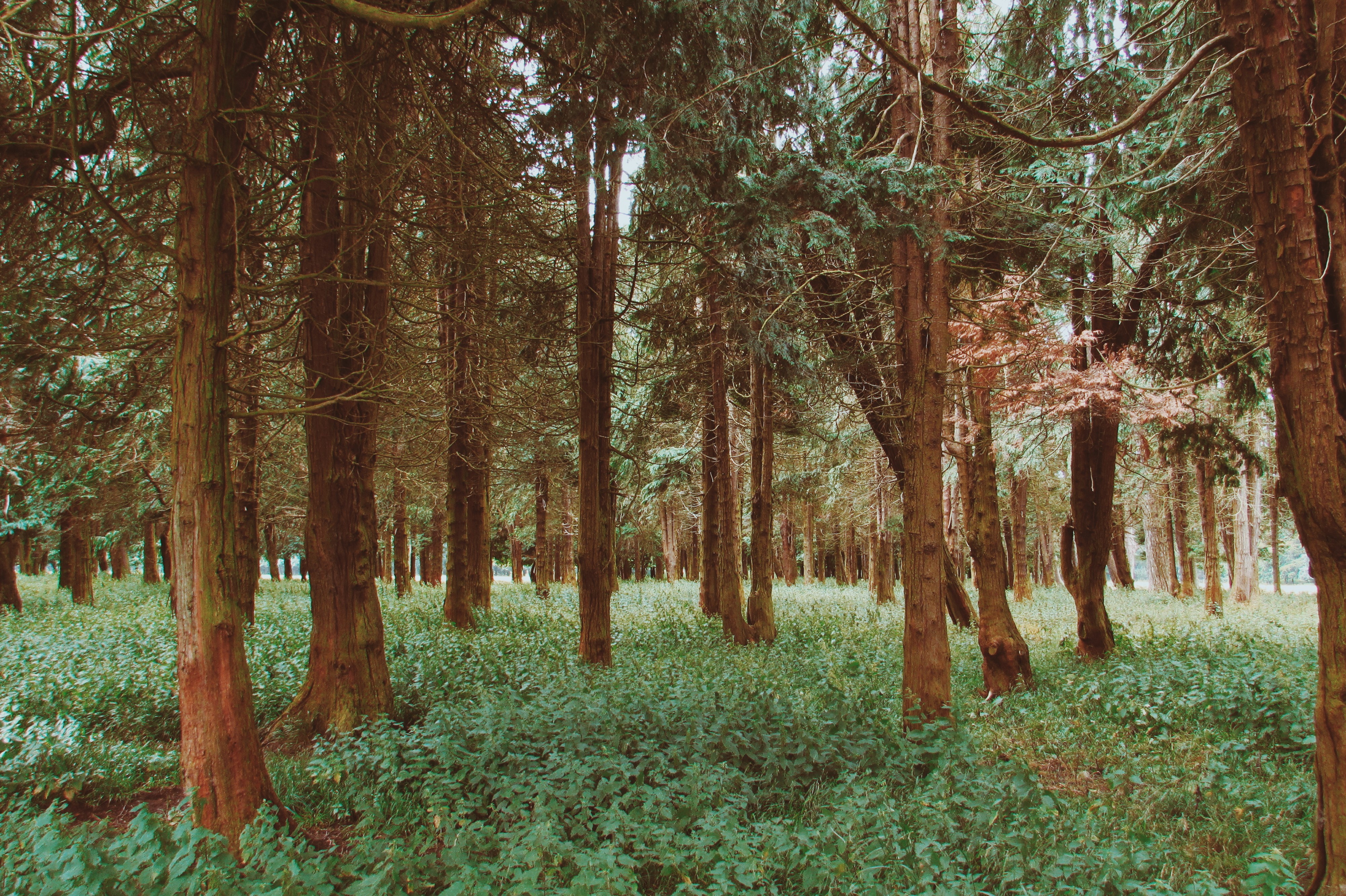 photography, forest, trees, HD Wallpaper