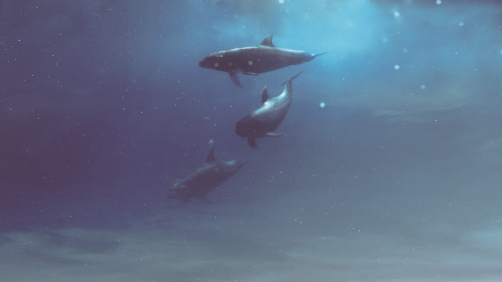 whale, Hani Jamal, underwater, animals, HD Wallpaper