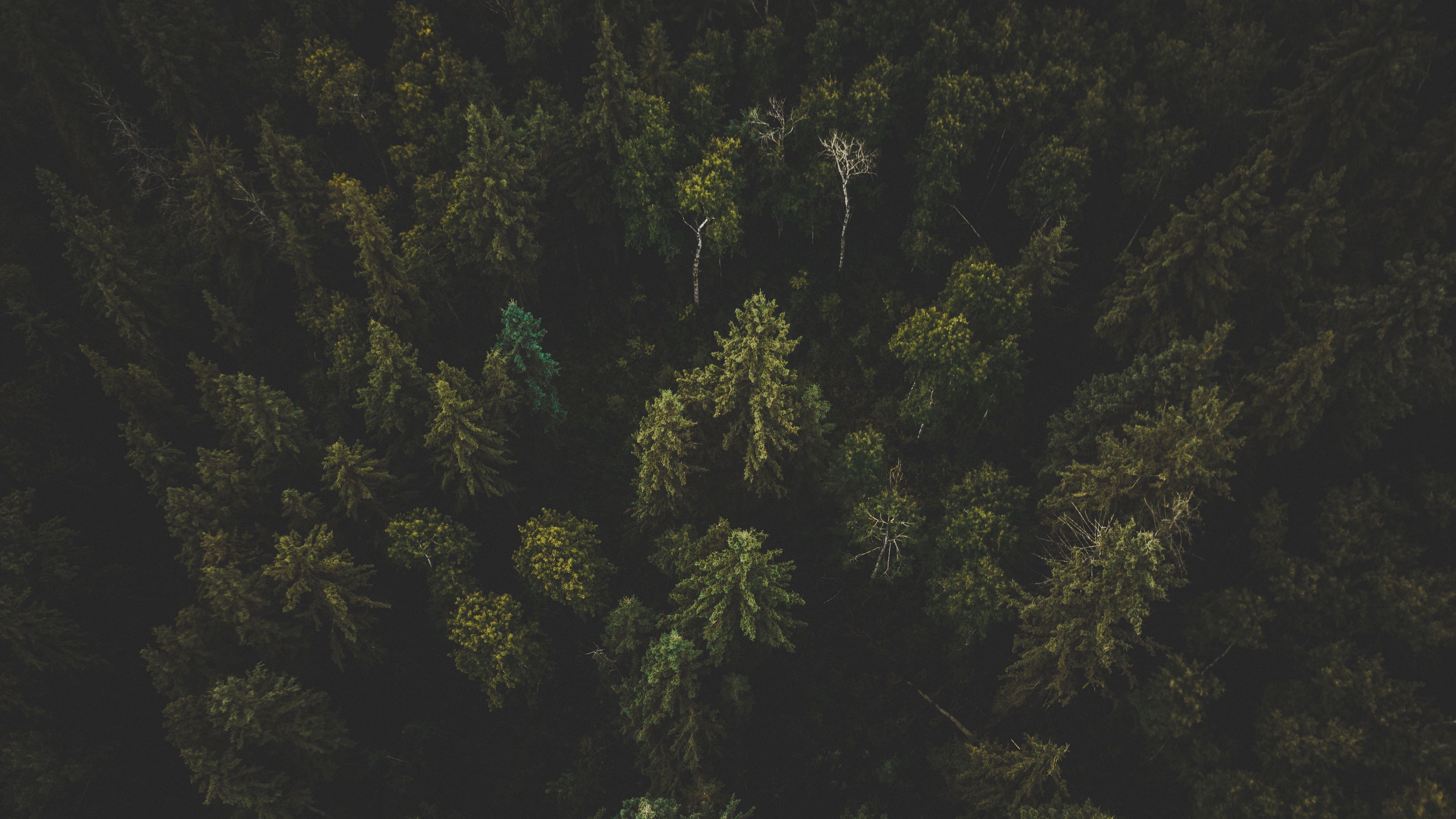 forest, aerial view, trees, tops, dark, 4k, HD Wallpaper