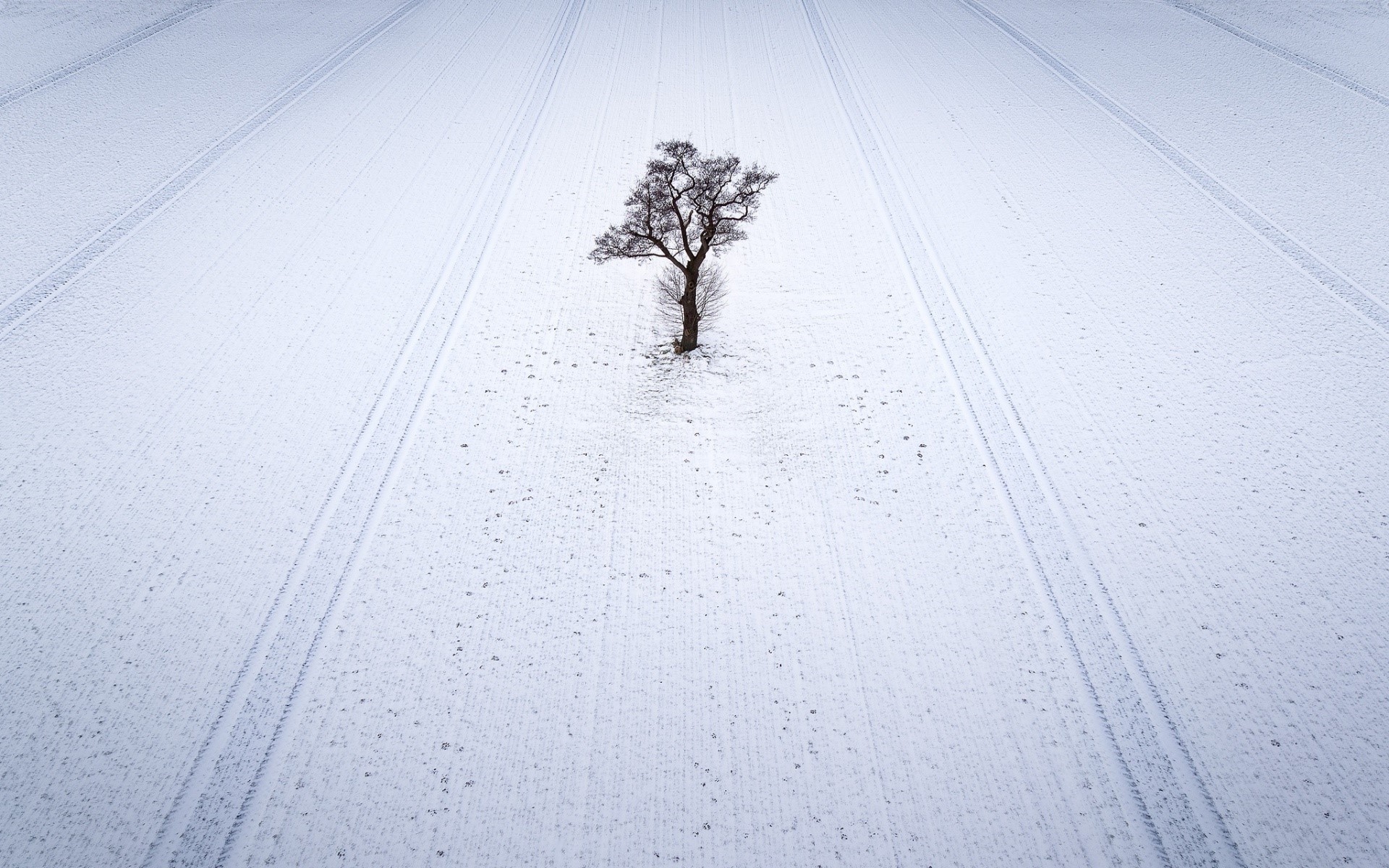 field, winter, snow, trees, HD Wallpaper
