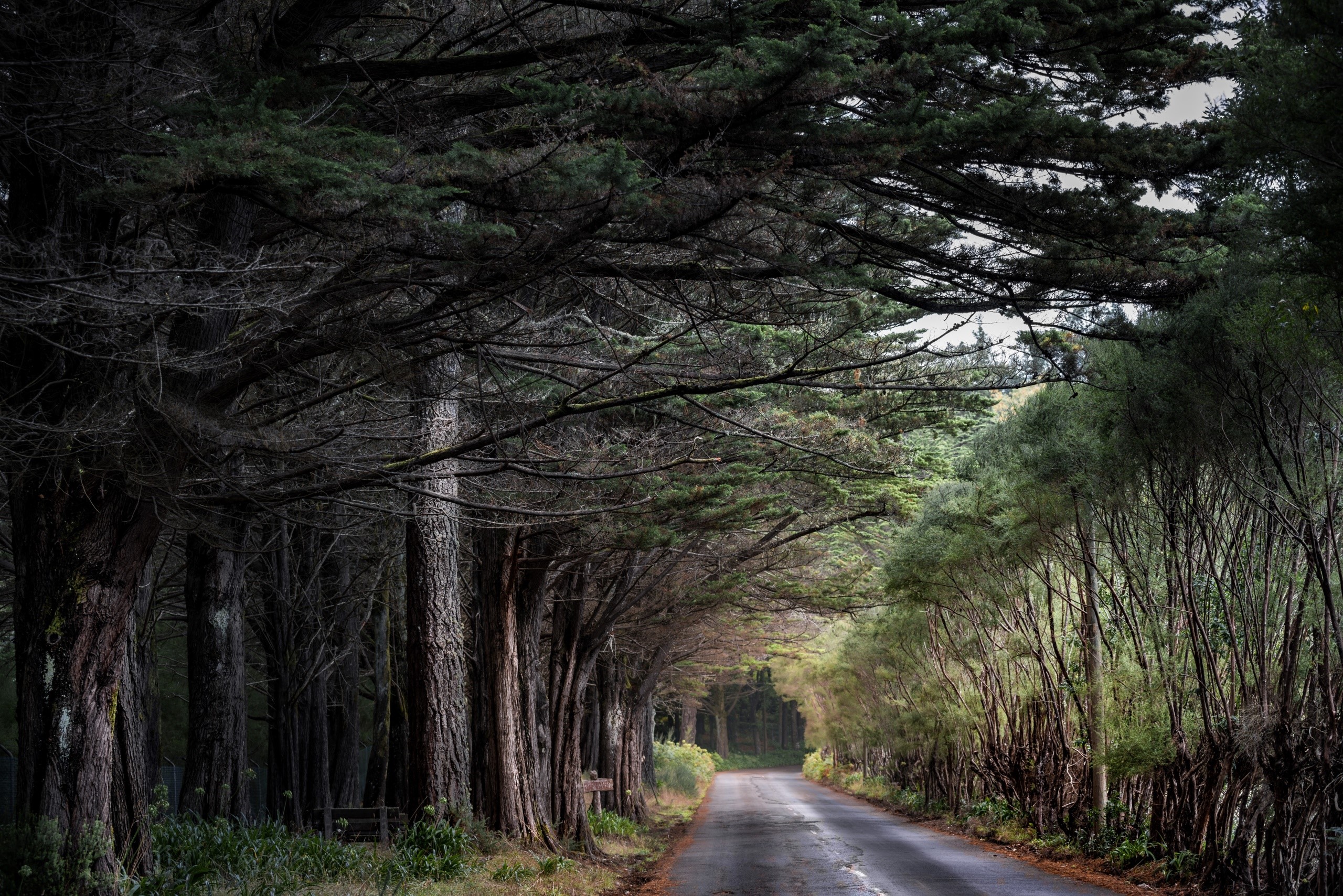 trees, road, forest, HD Wallpaper