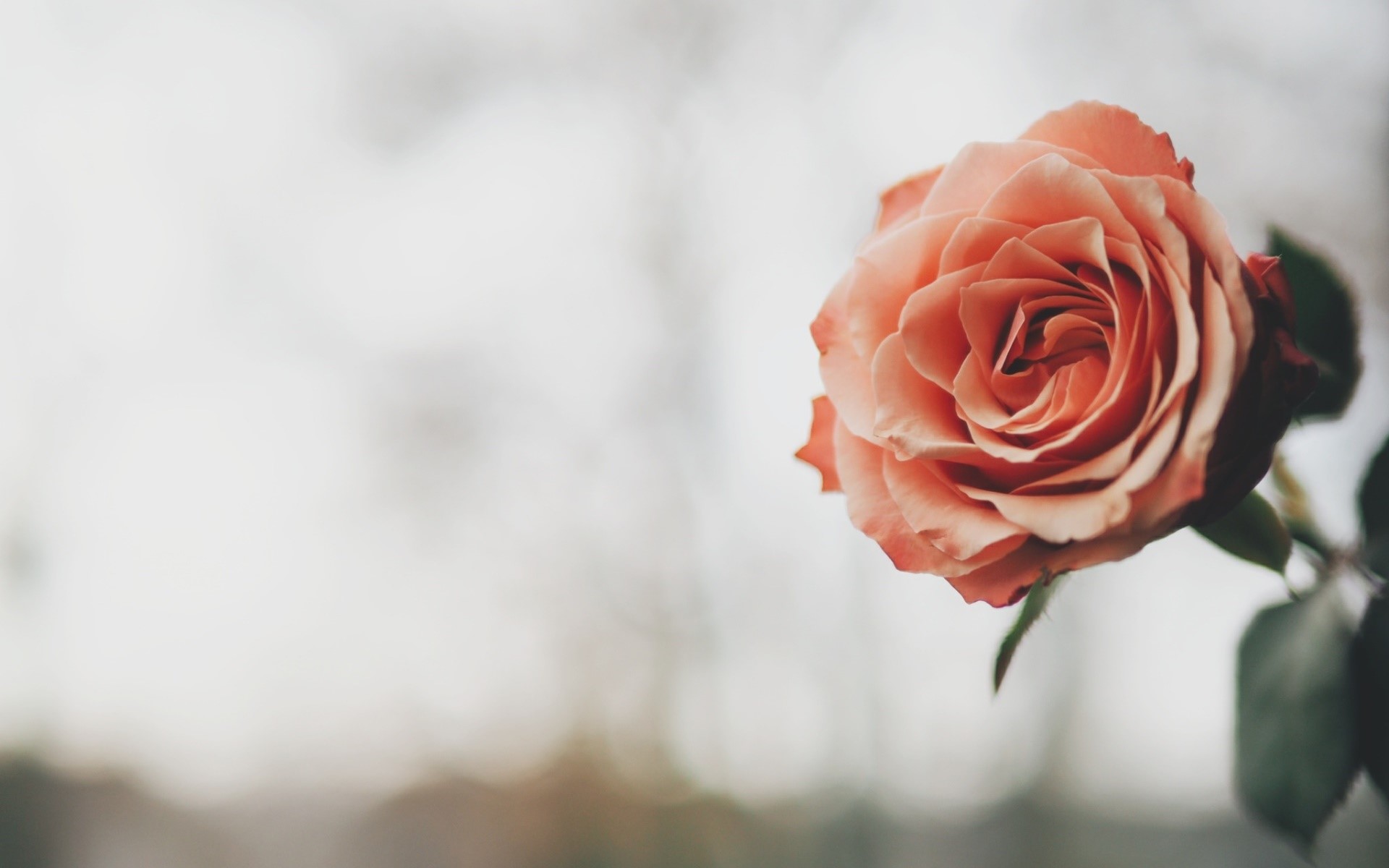 rose, flowers, plants, HD Wallpaper