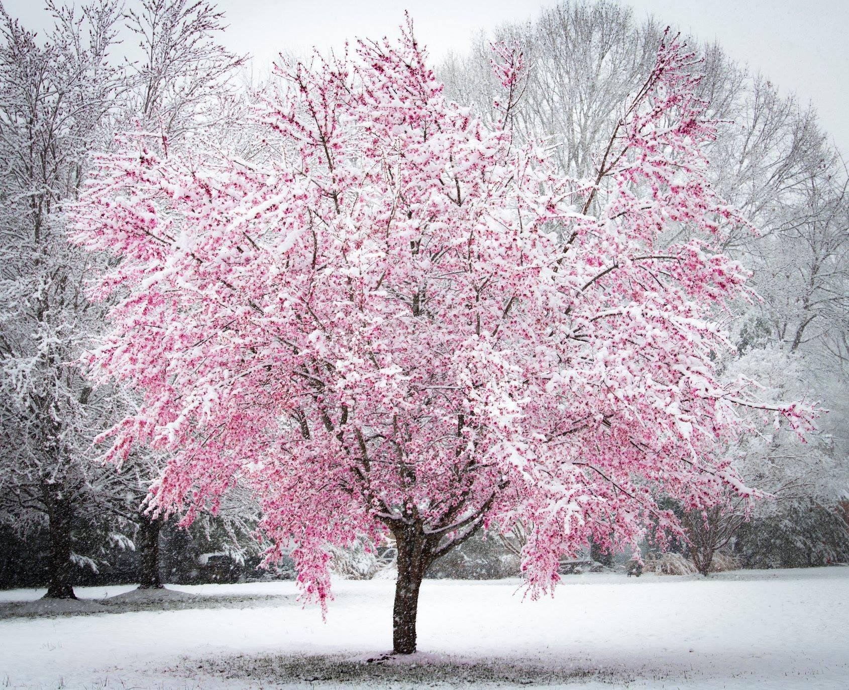 trees, snow, winter, HD Wallpaper