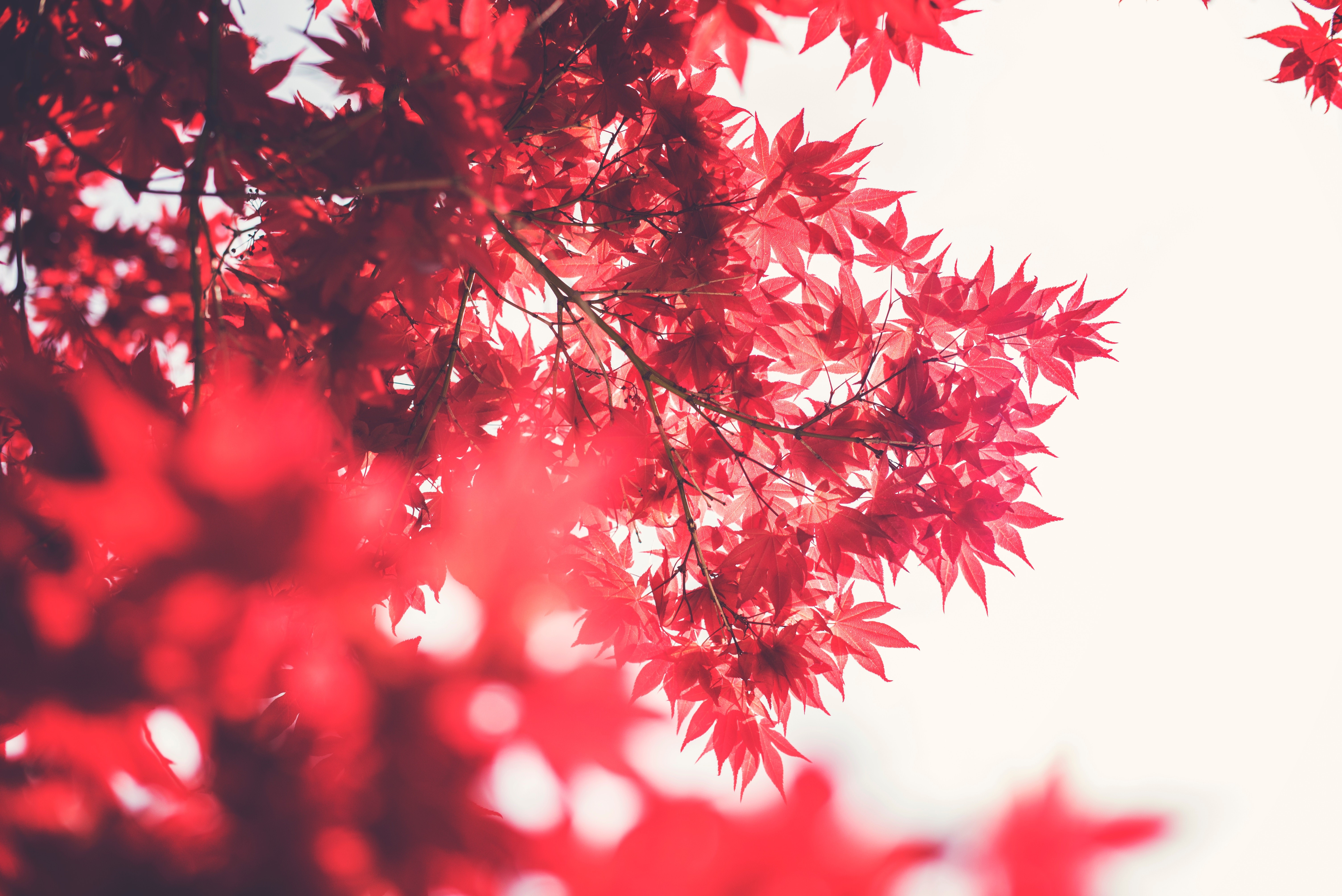 depth of field, leaves, sky, blurred, HD Wallpaper