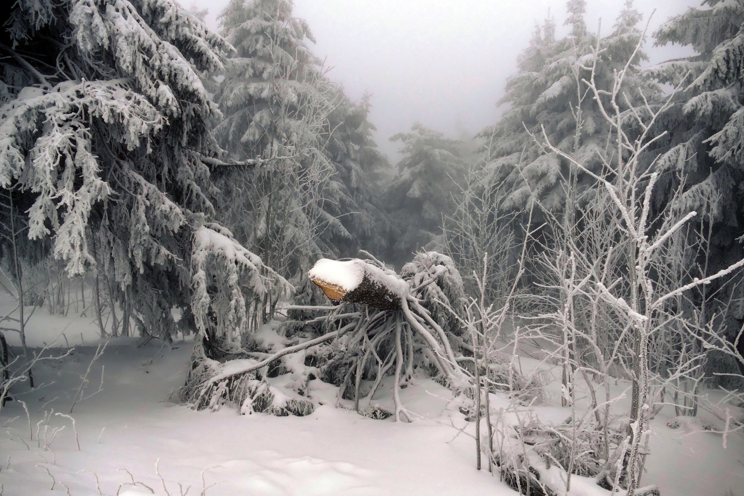 trees, snow, nature, winter, HD Wallpaper