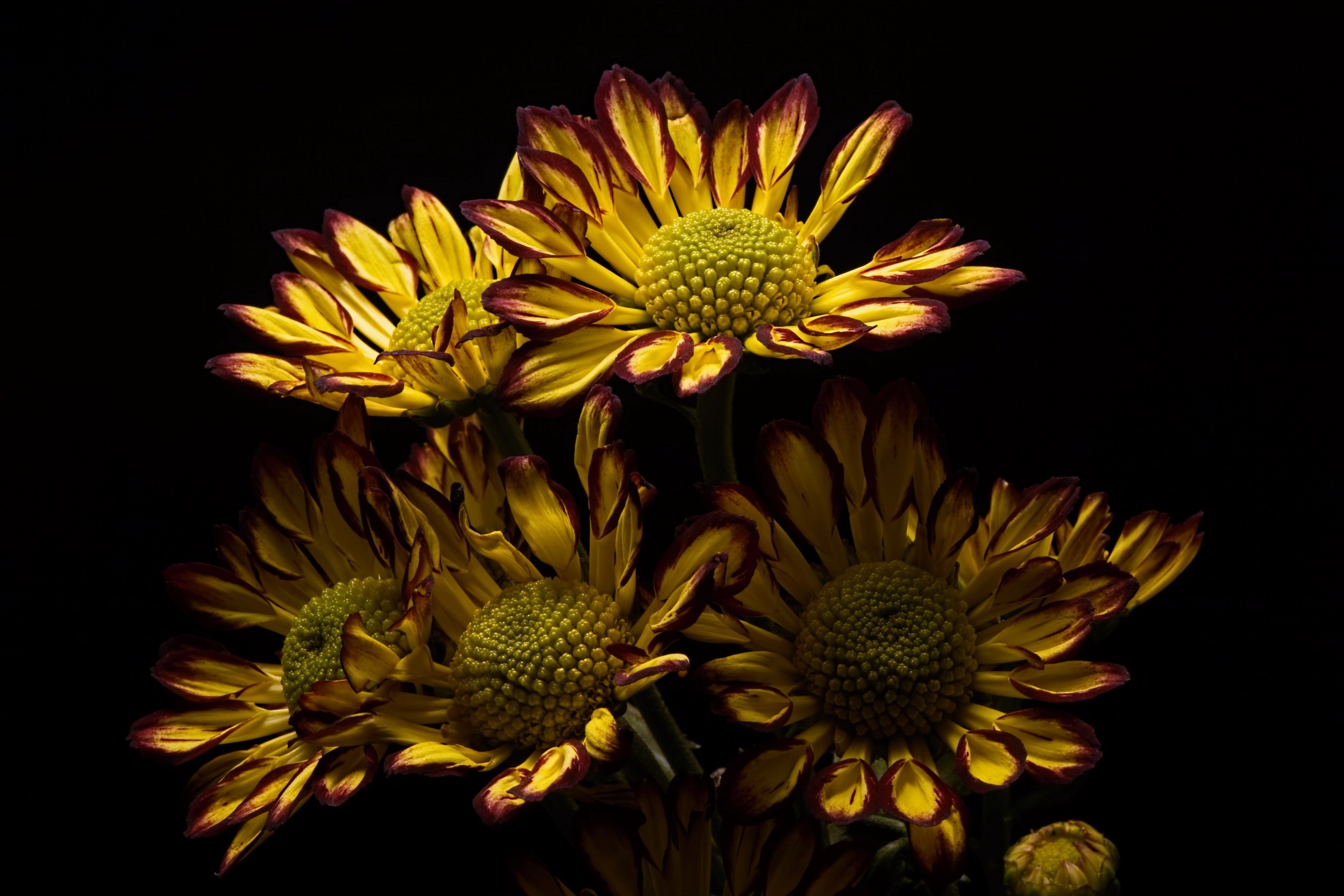 yellow flowers, flowers, plants, HD Wallpaper