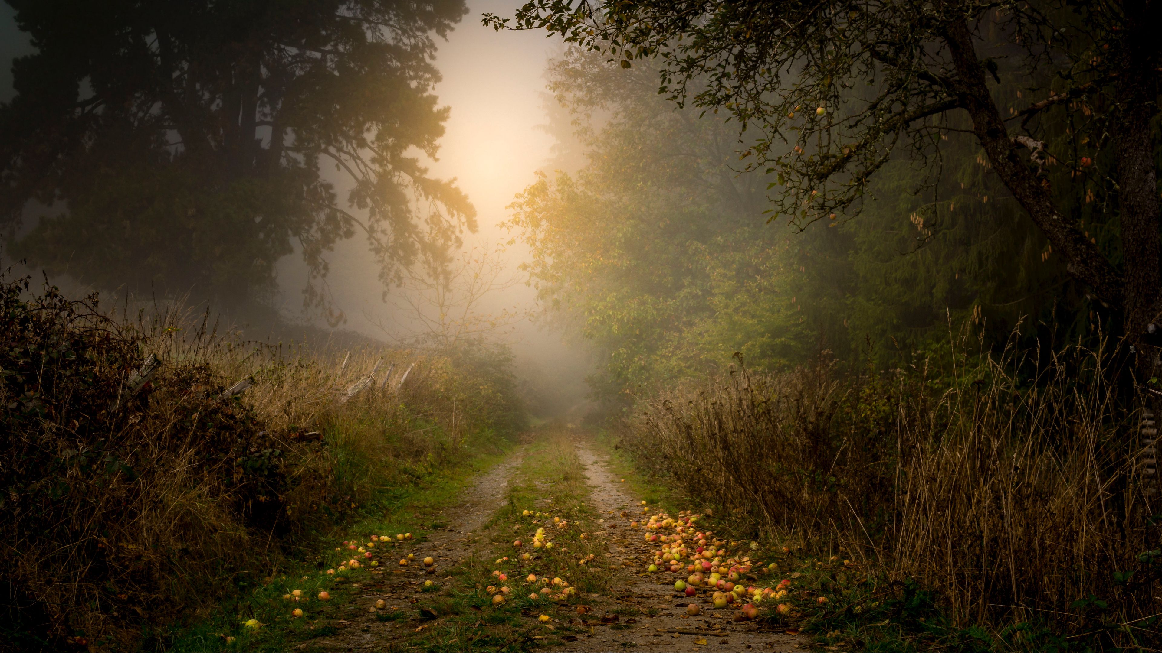 road, forest, fog, apples, trees, 4k, HD Wallpaper
