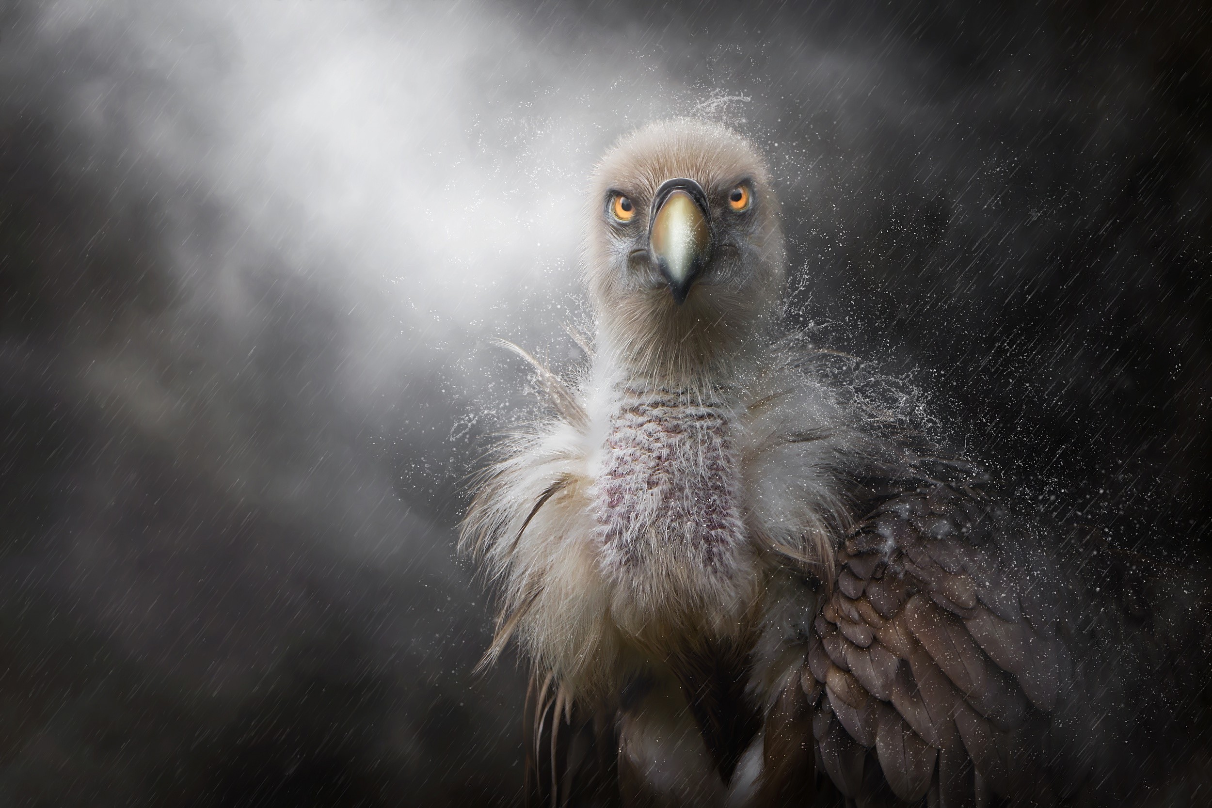 rain, dark, animals, birds, HD Wallpaper