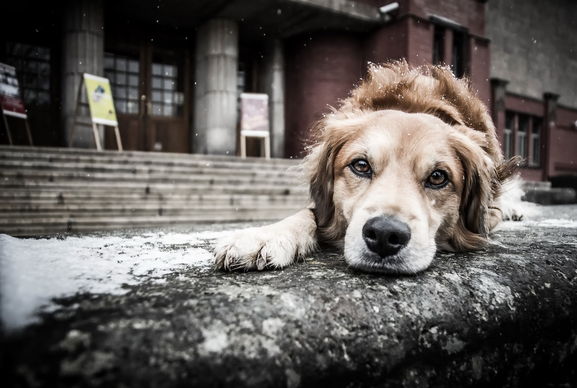 dog, animals, snow, HD Wallpaper