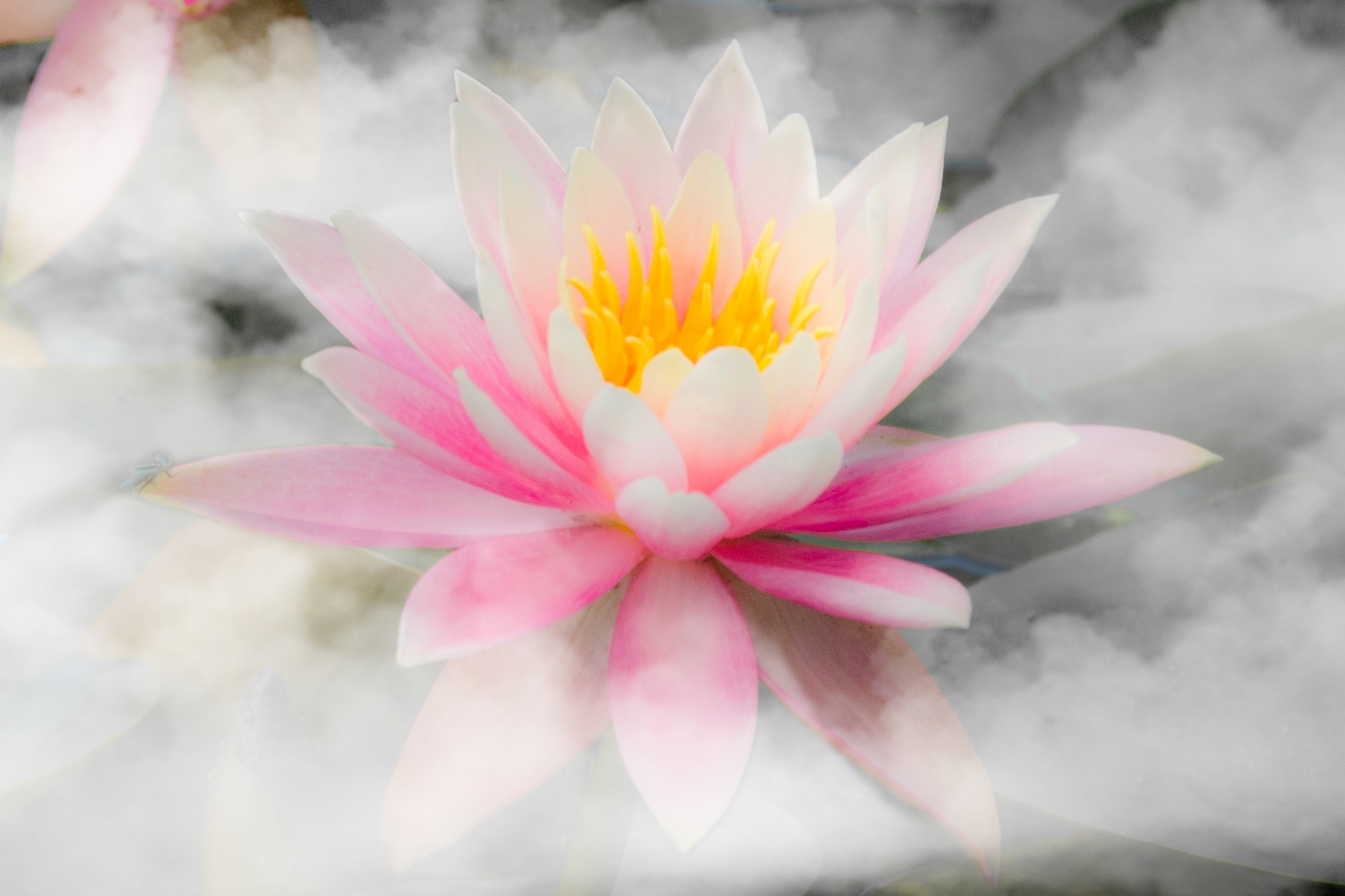 environment, nature, flowers, pink, bright, HD Wallpaper