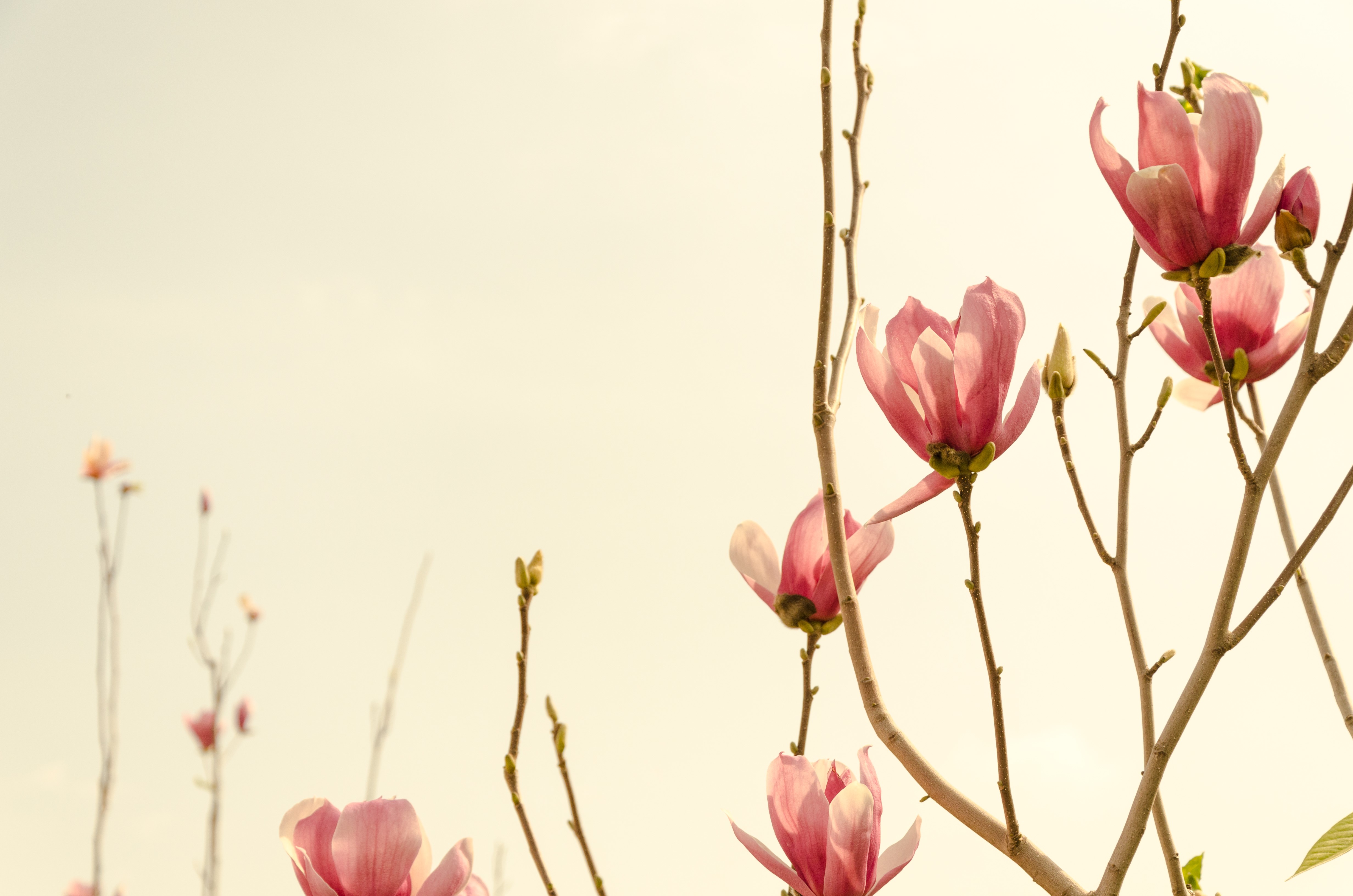 environment, nature, HD Wallpaper