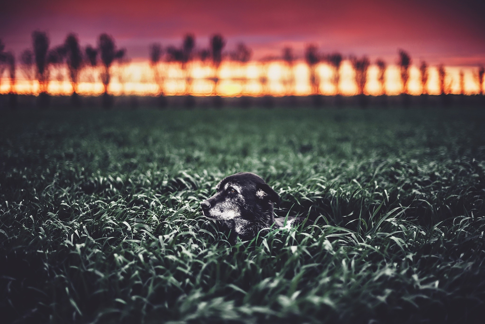 dog, field, animals, HD Wallpaper