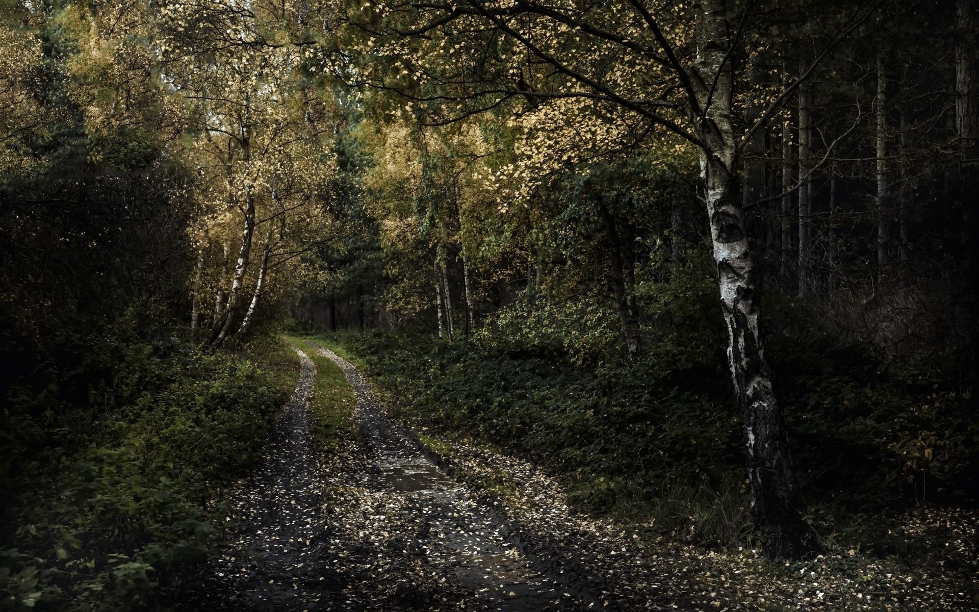 forest, nature, dark, road, HD Wallpaper