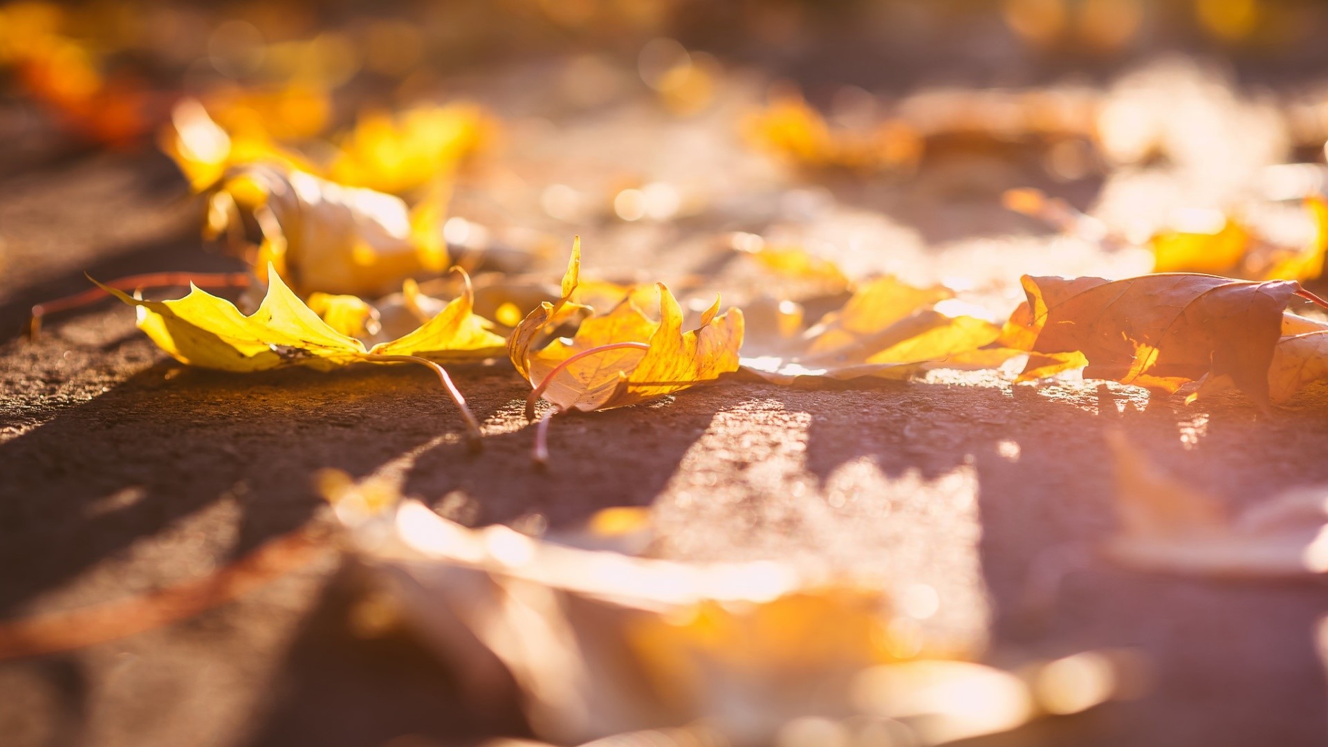 leaves, macro, fall, sunlight, HD Wallpaper