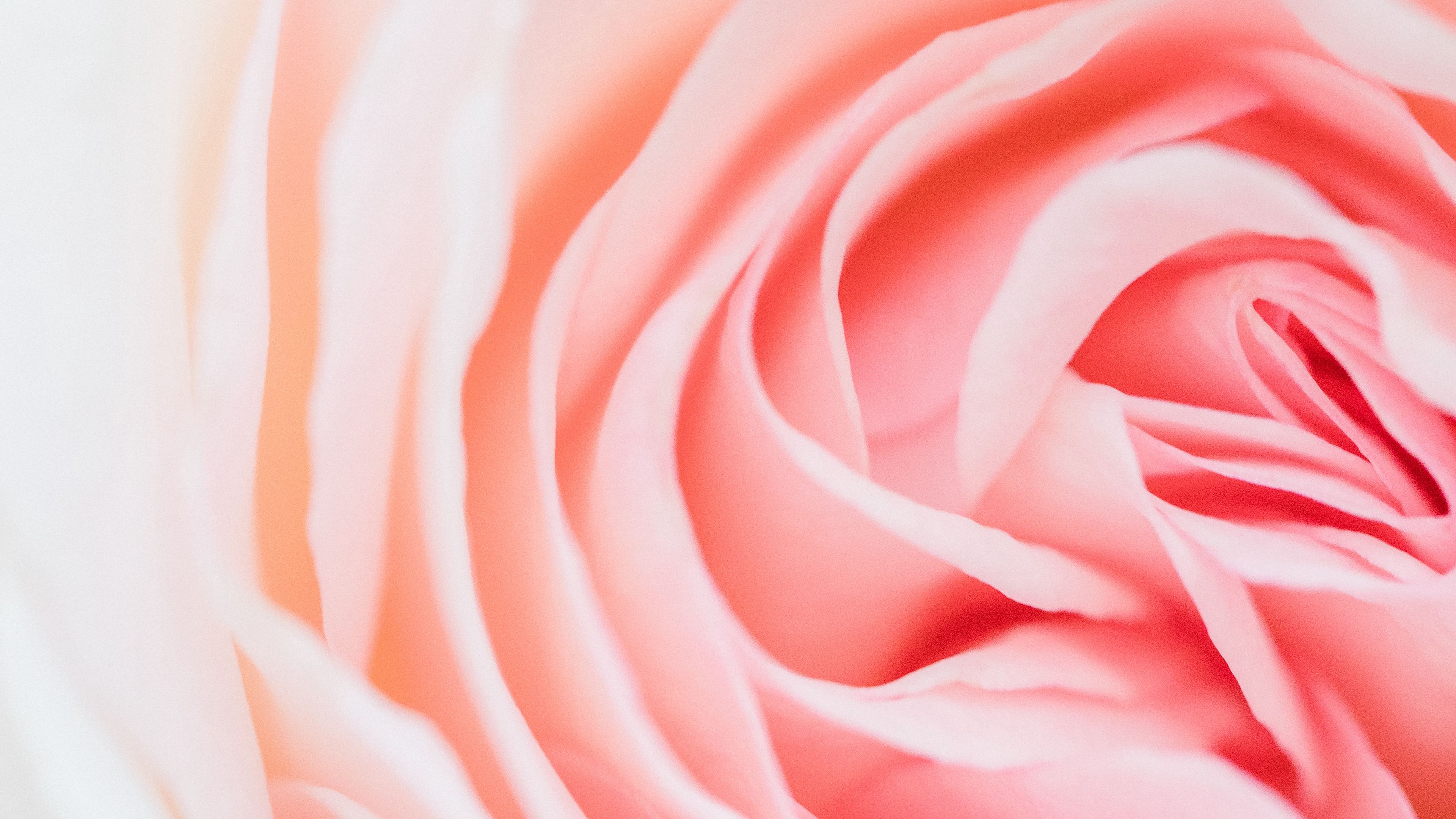 rose, pink, flower, petals, closeup, 4k, HD Wallpaper