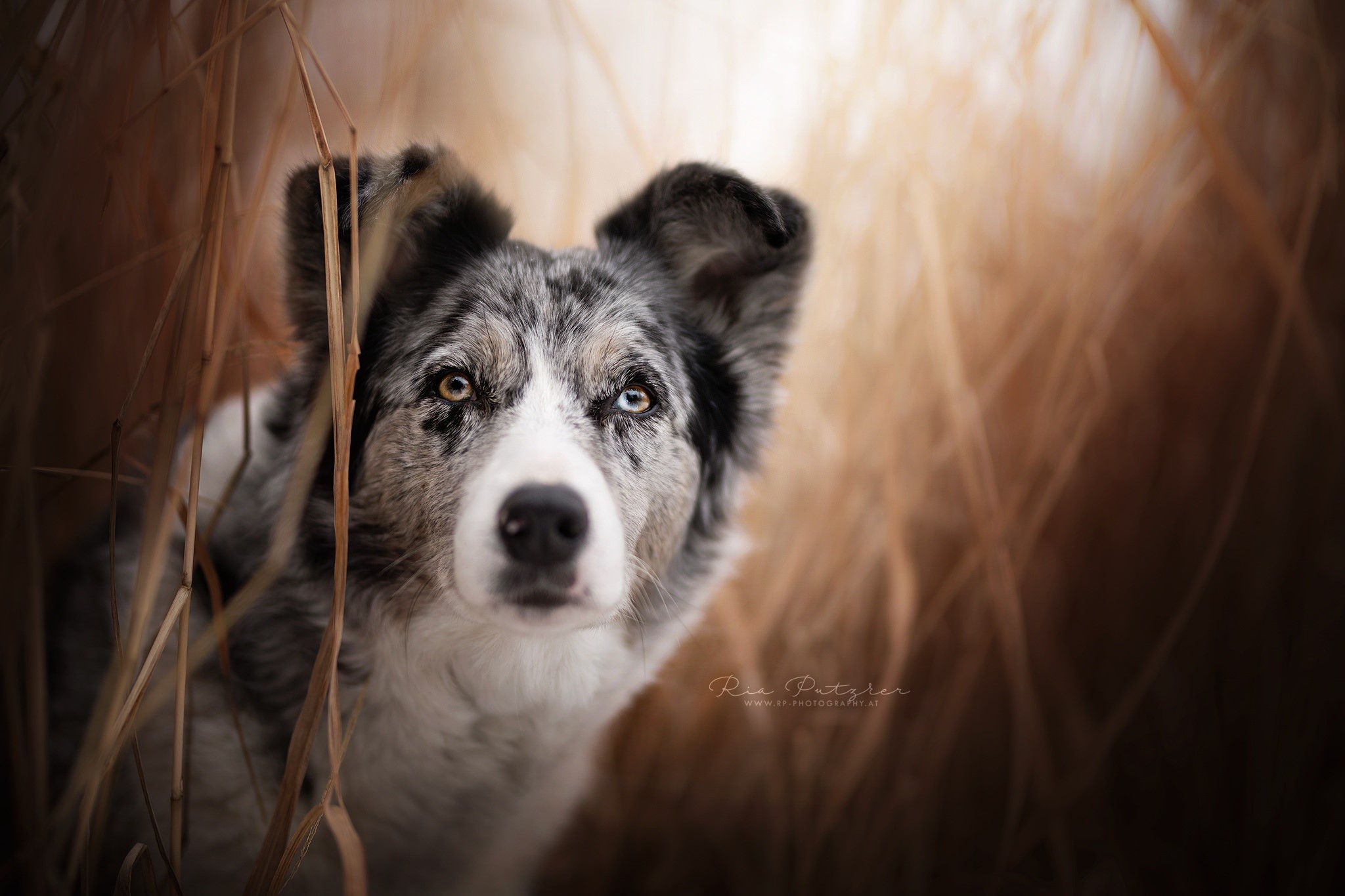 dog, animals, photography, HD Wallpaper