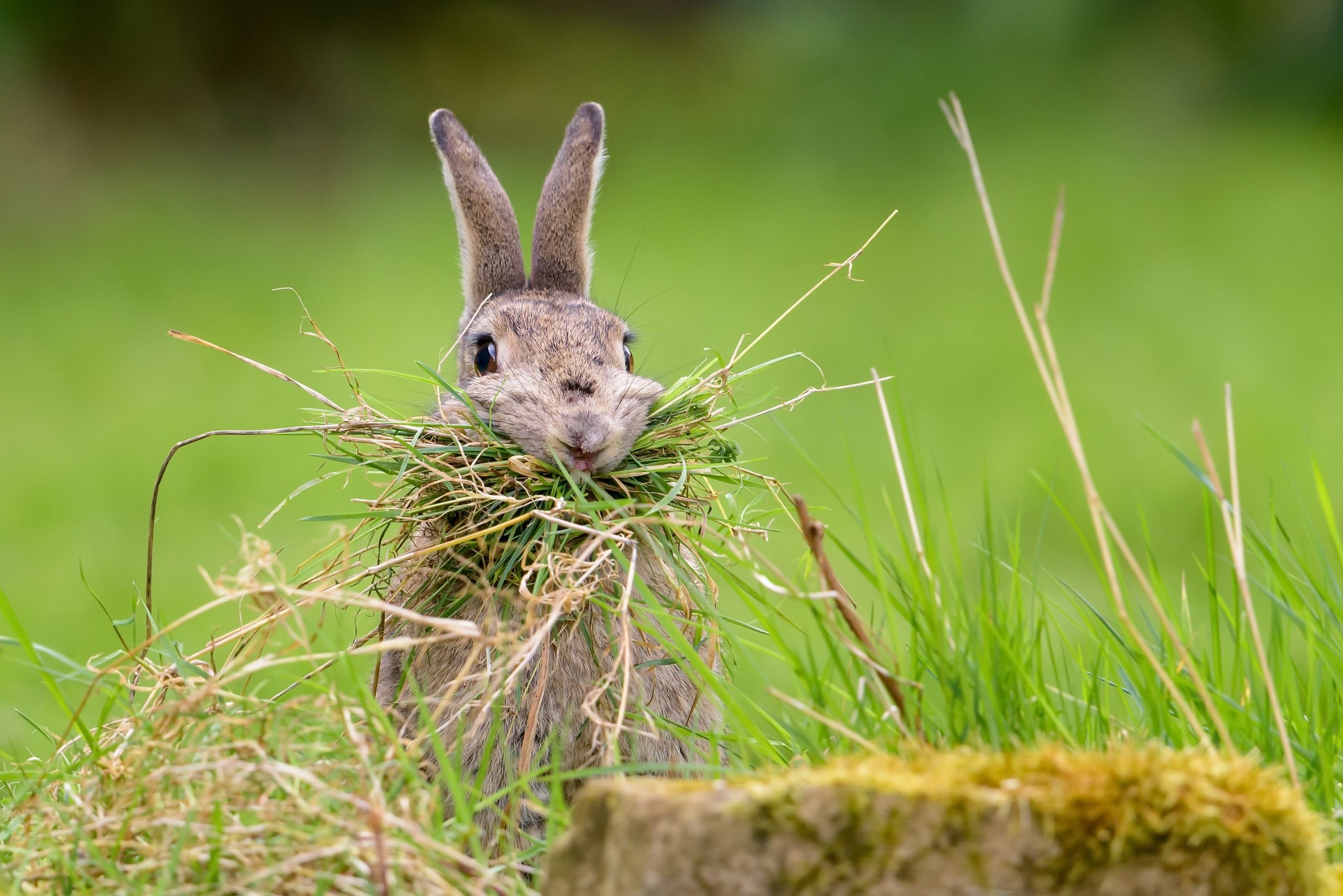 food, animals, rabbits, HD Wallpaper