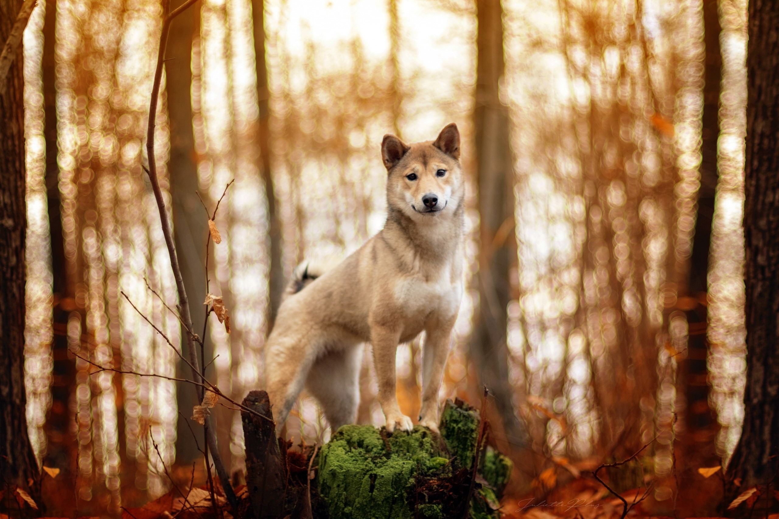 nature, dog, animals, HD Wallpaper