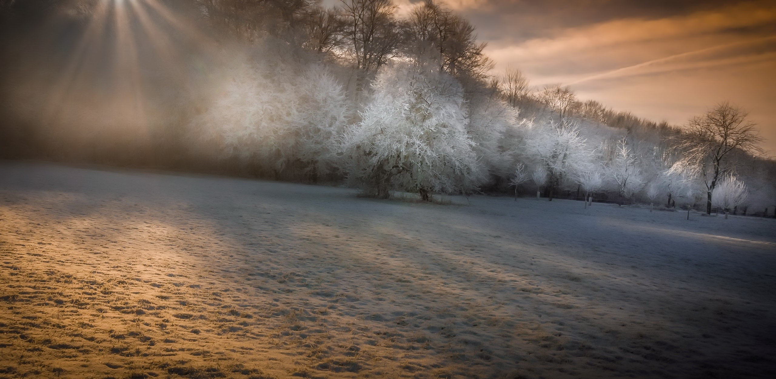nature, trees, winter, landscape, HD Wallpaper