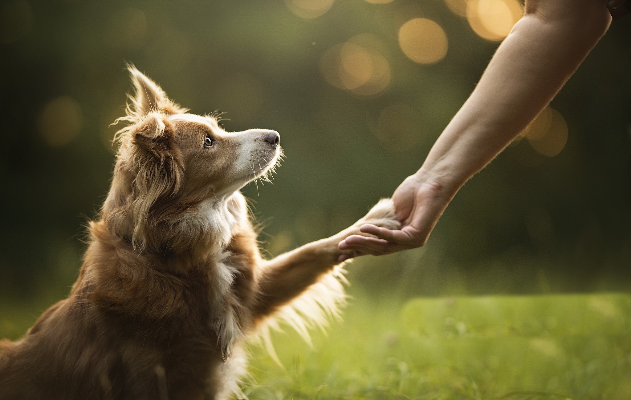 dog, animals, photography, HD Wallpaper