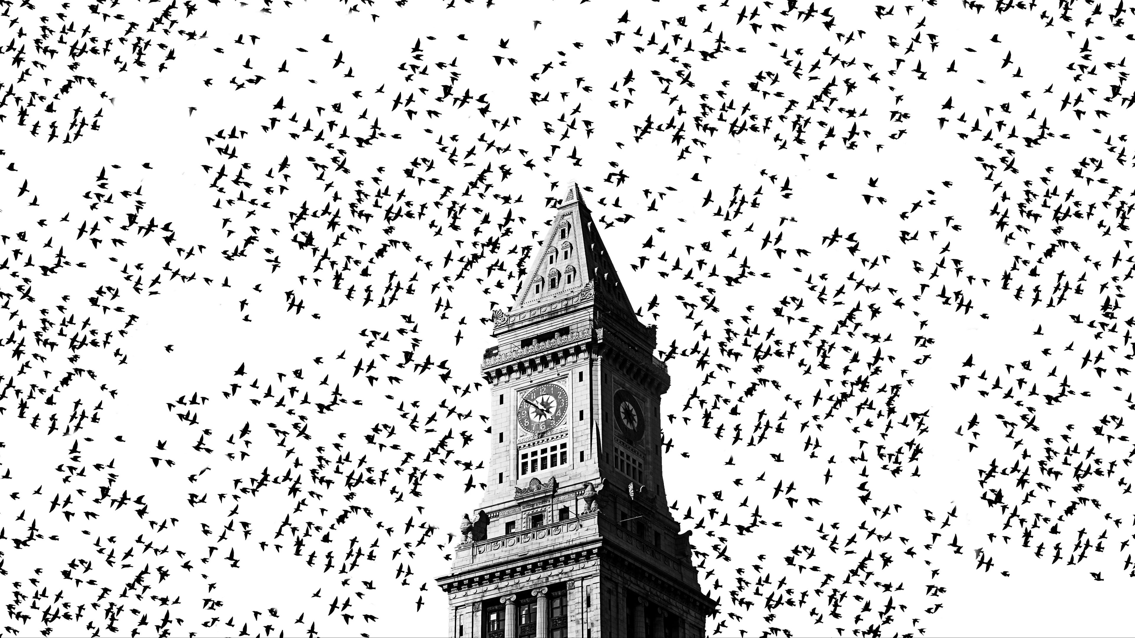 chapel, birds, bw, building, architecture, 4k, HD Wallpaper